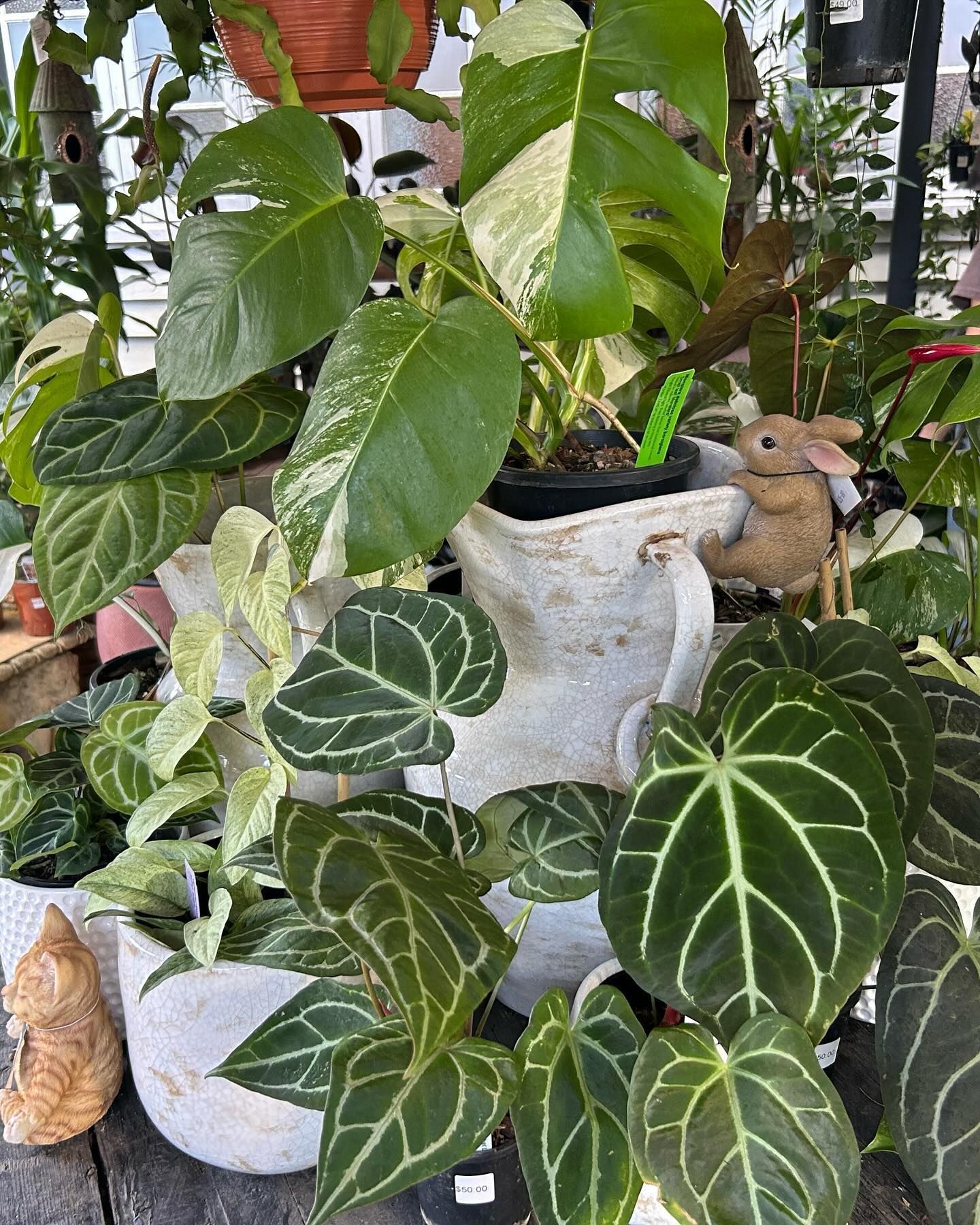 A Collection of Lush Green Houseplants, Including a Variegated Monstera — Hinterland Foliage in Landsborough, QLD