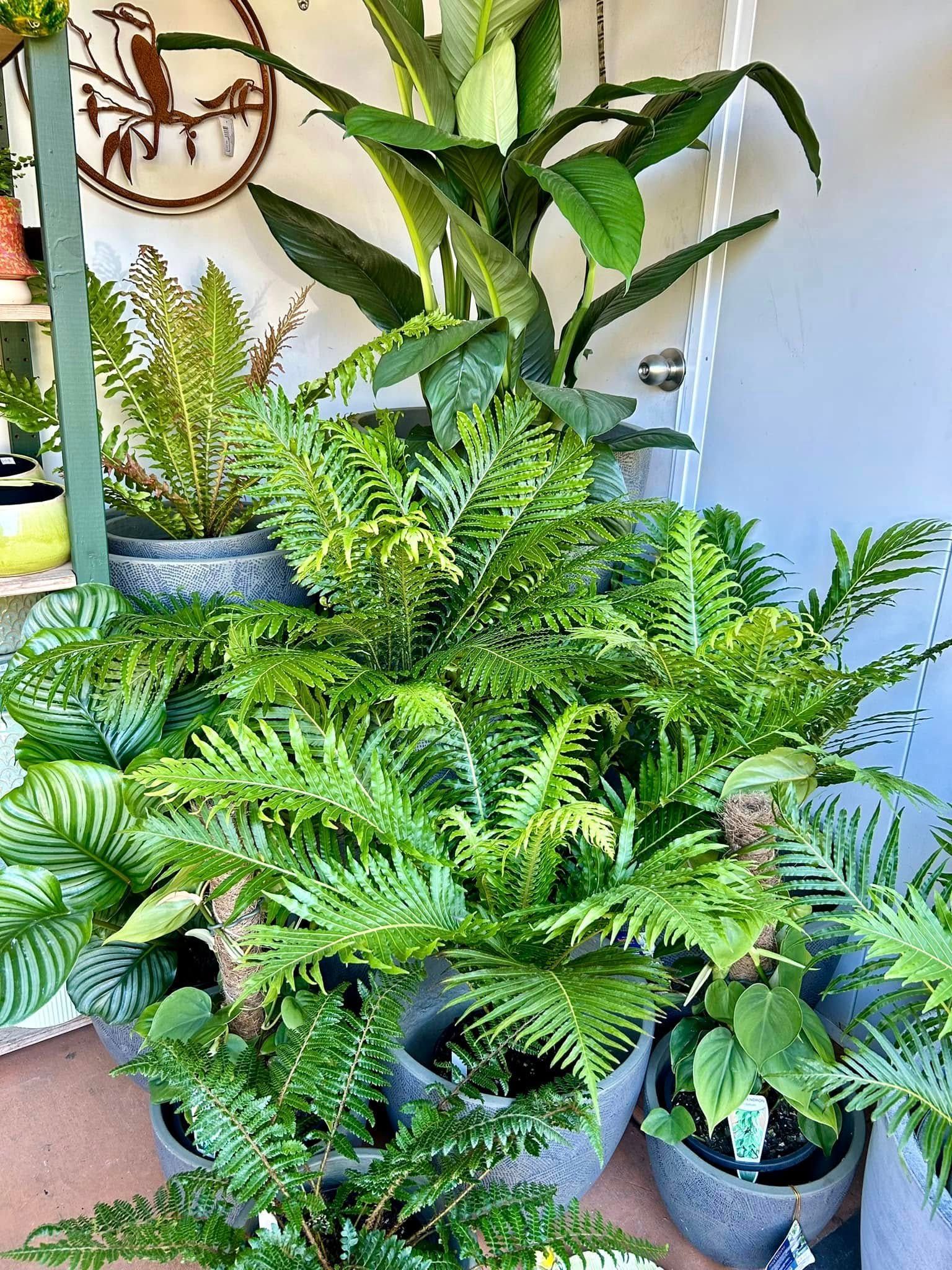 Ferns and Other Leafy Plants in Pots on a Porch — Hinterland Foliage in Caloundra, QLD