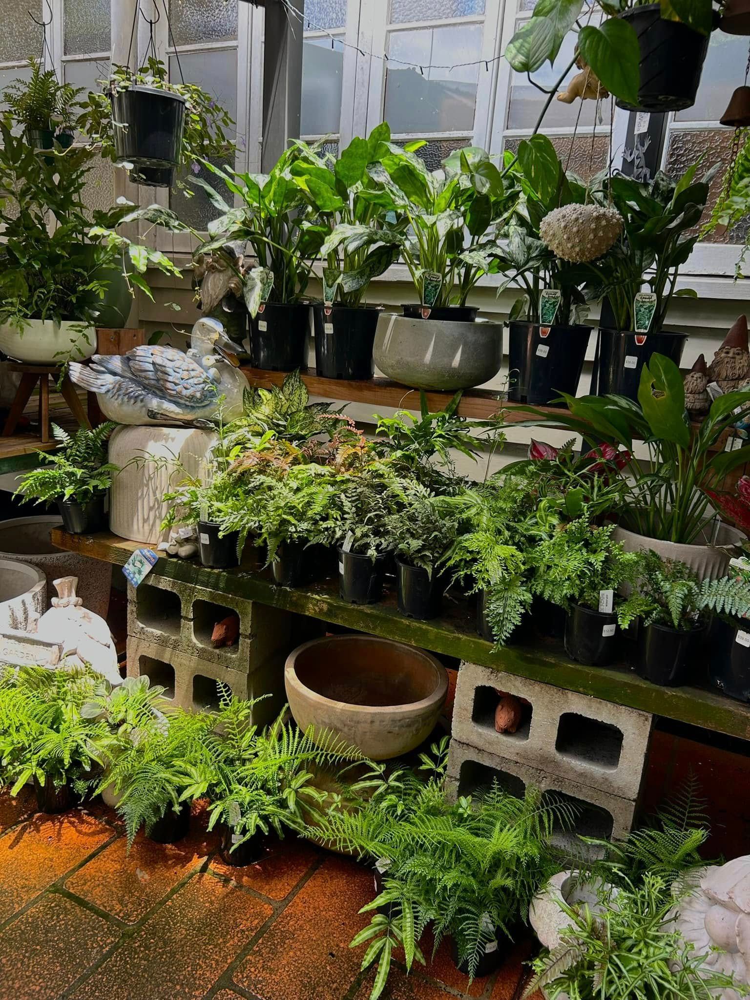 Plants for Sale in a Bright Greenhouse — Hinterland Foliage in Landsborough, QLD