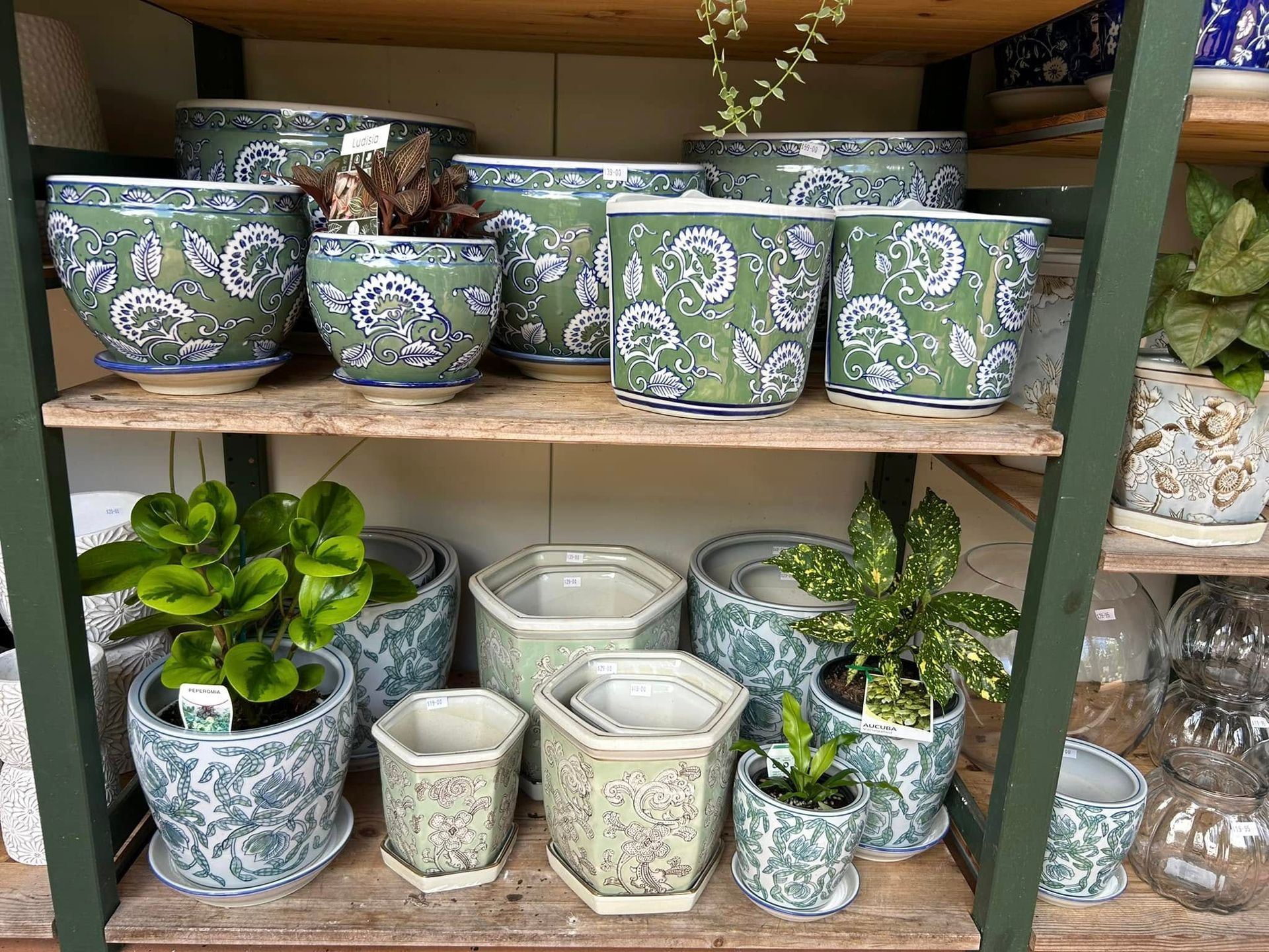 Shelves Display Green and White Patterned Ceramic Flower Pots — Hinterland Foliage in Landsborough, QLD