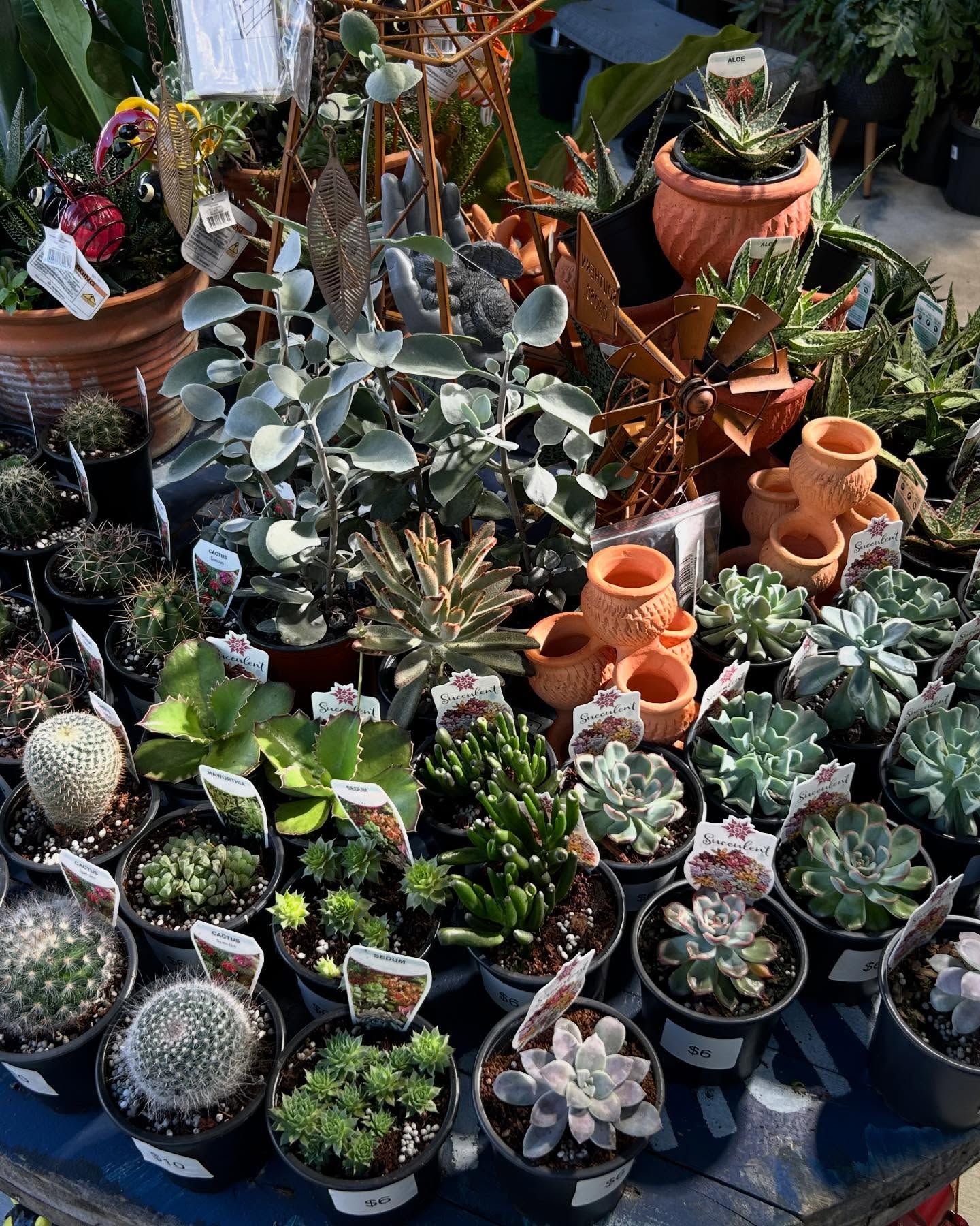Various Succulent Plants in Pots on a Table — Hinterland Foliage in Landsborough, QLD
