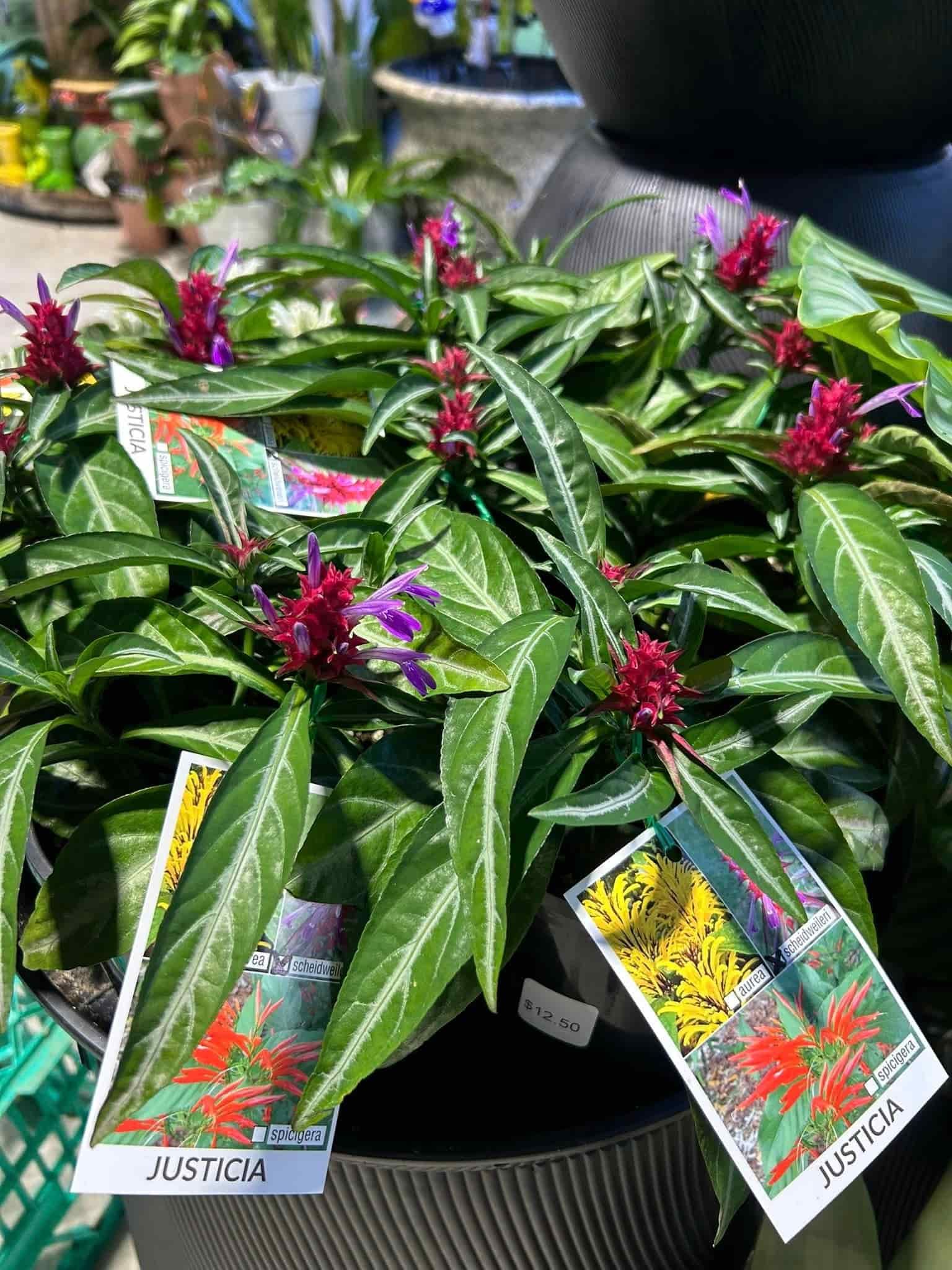 Several Justicia plants with red flower spikes and striped green leaves.