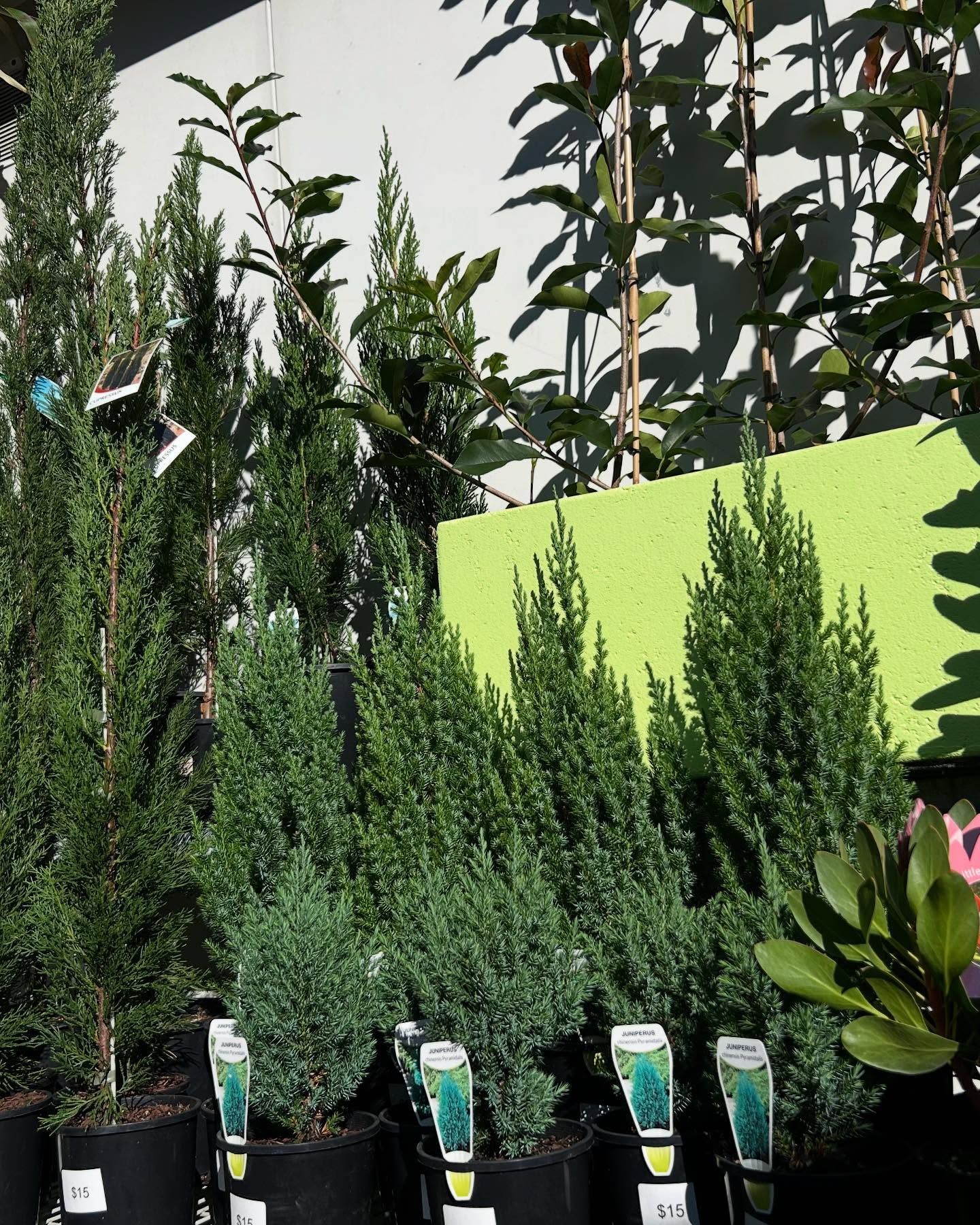 Rows of Potted Evergreen Trees, Varying Heights, in Front of a White Wall — Hinterland Foliage in Landsborough, QLD