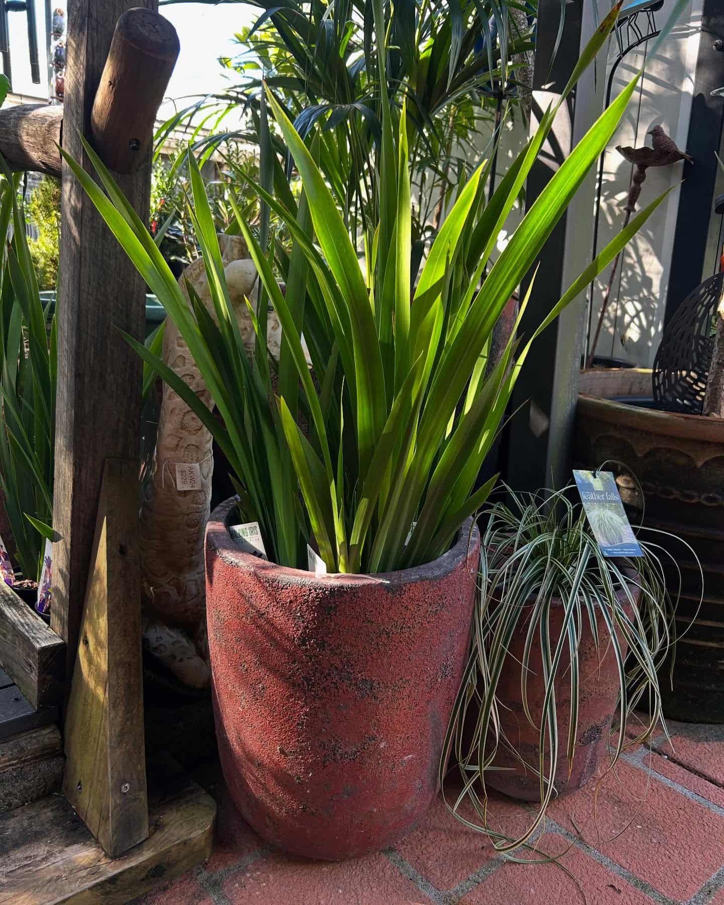 Tall green plant in a red textured pot, next to other plants in an outdoor setting. — Hinterland Foliage in Landsborough, QLD