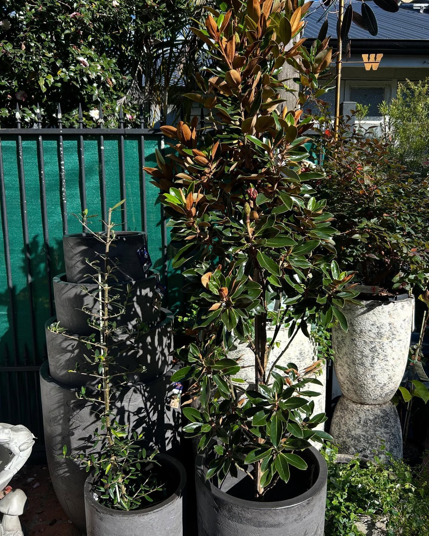 Magnolia Tree in a Dark Gray Pot, With a Green Fence Behind — Hinterland Foliage in Landsborough, QLD