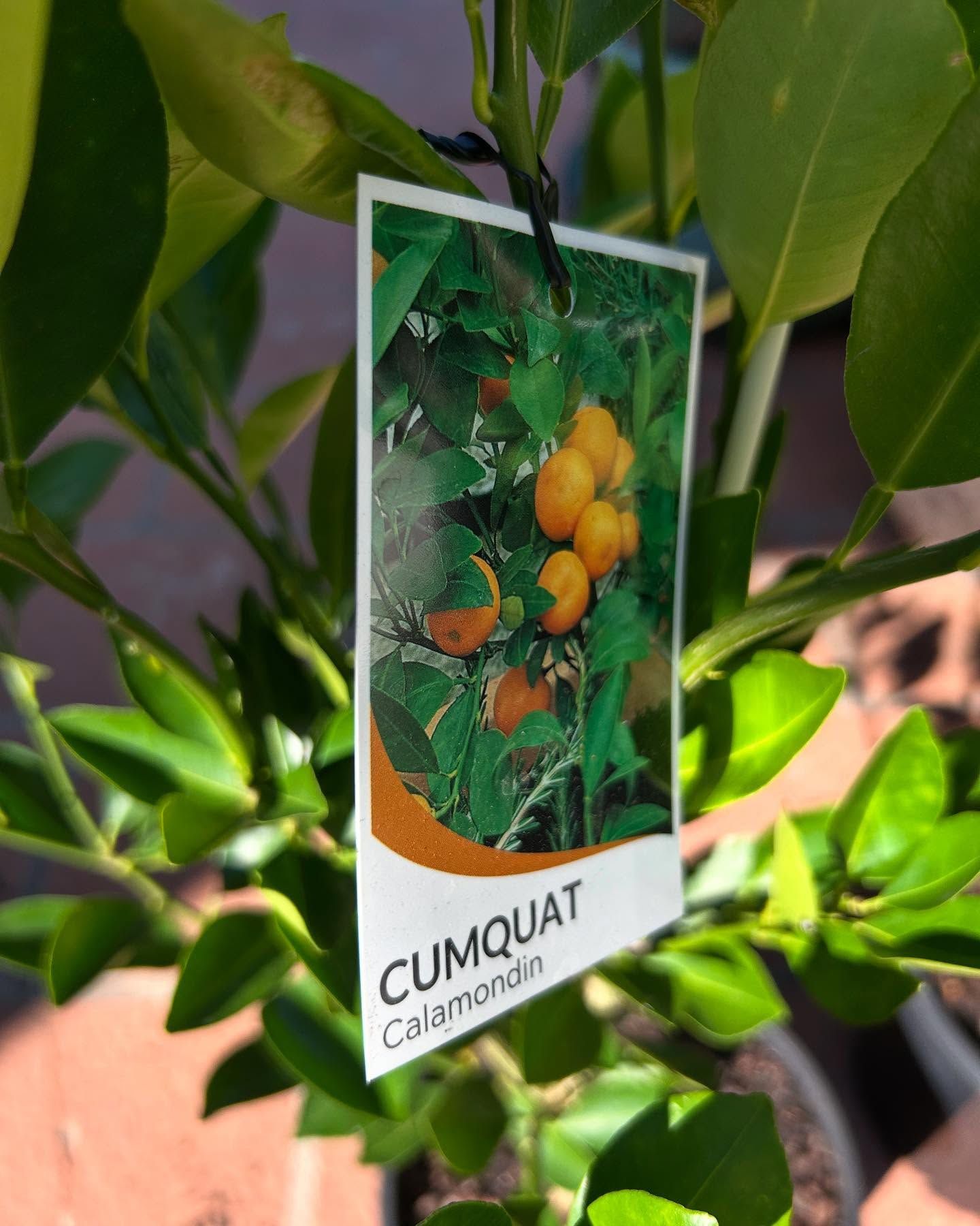 Cumquat Plant Tag With Photo of Orange Fruit — Hinterland Foliage in Landsborough, QLD