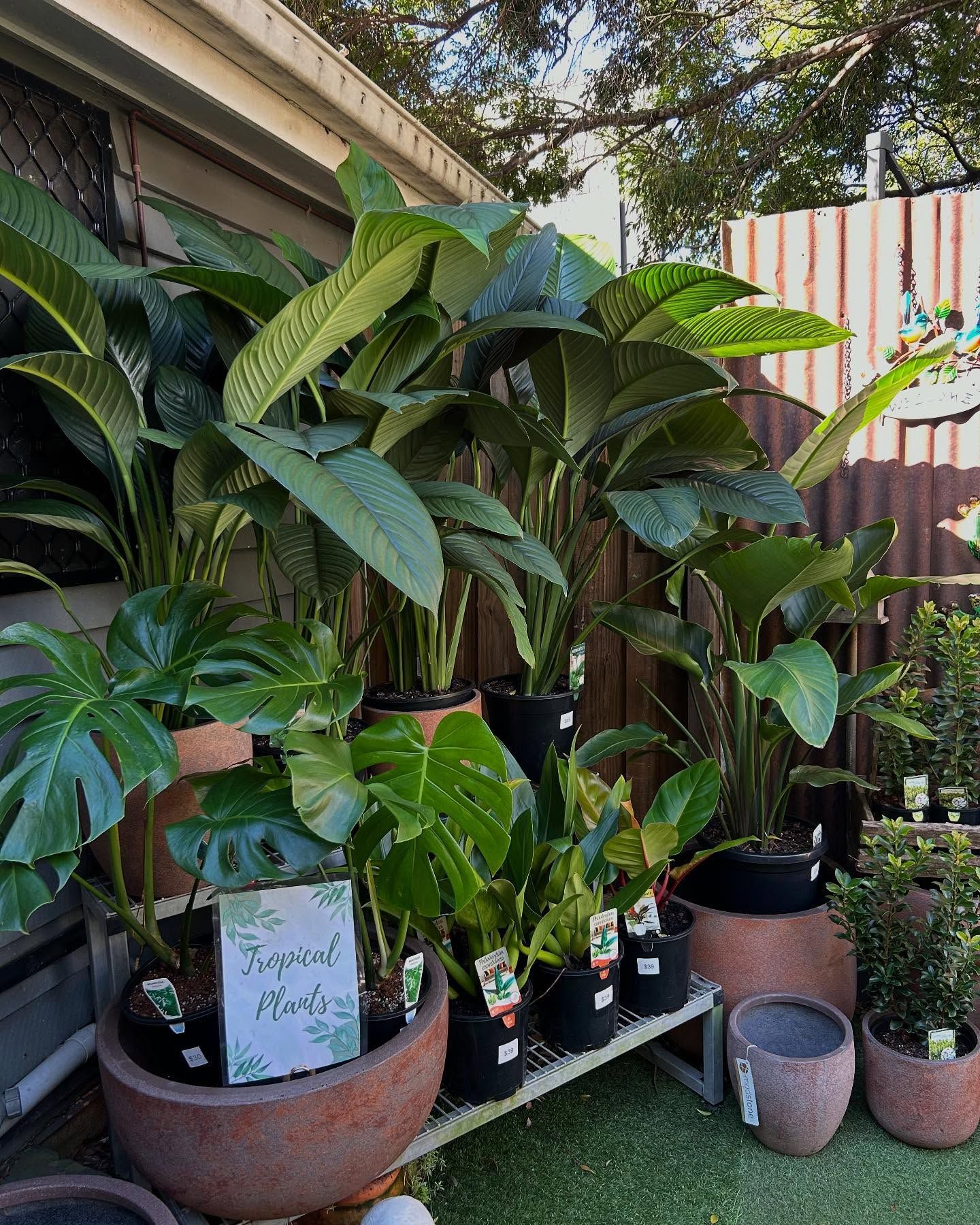 Display of Tropical Plants in Pots for Sale — Hinterland Foliage in Landsborough, QLD
