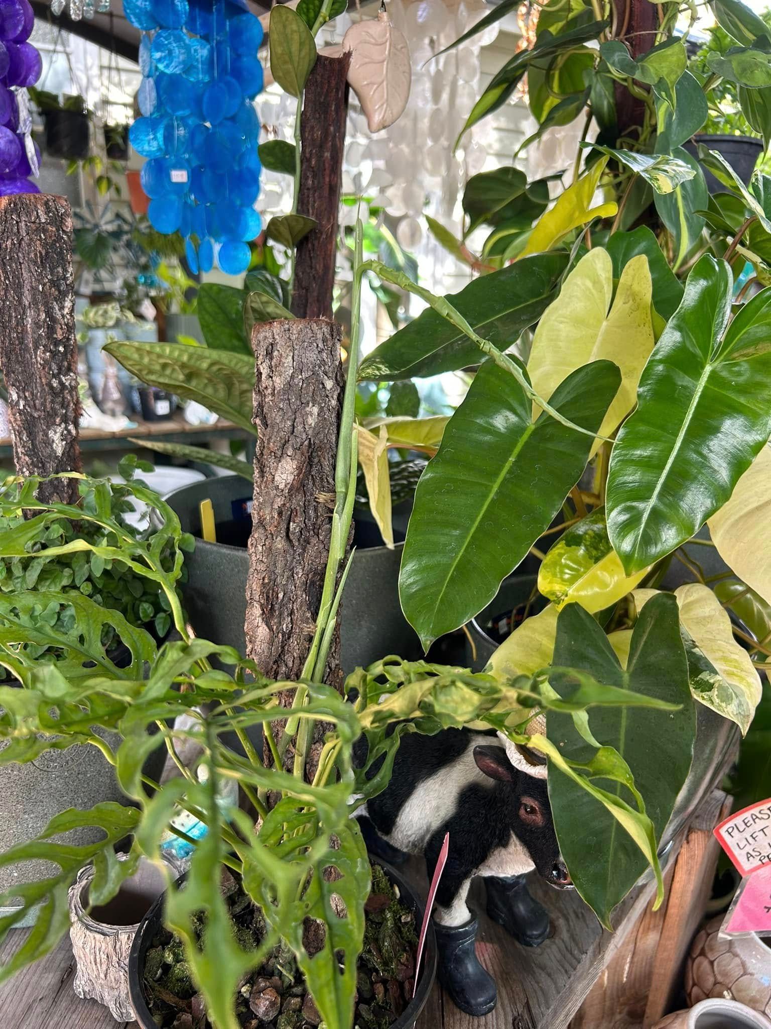 Assortment of Plants, Including a Monstera Adansonii and a Philodendron — Hinterland Foliage in Landsborough, QLD