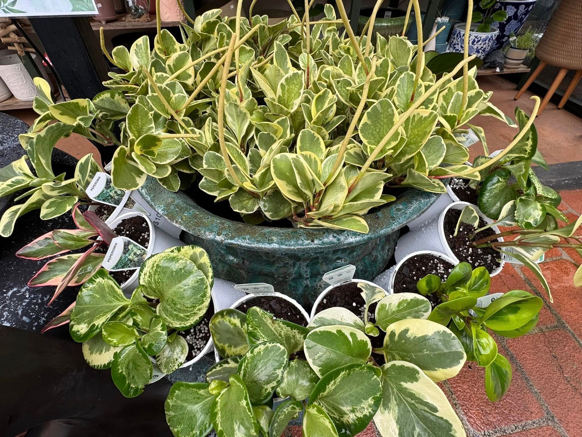 Plants in Pots, Including Hanging, With Green and Yellow Variegated Leaves — Hinterland Foliage in Landsborough, QLD