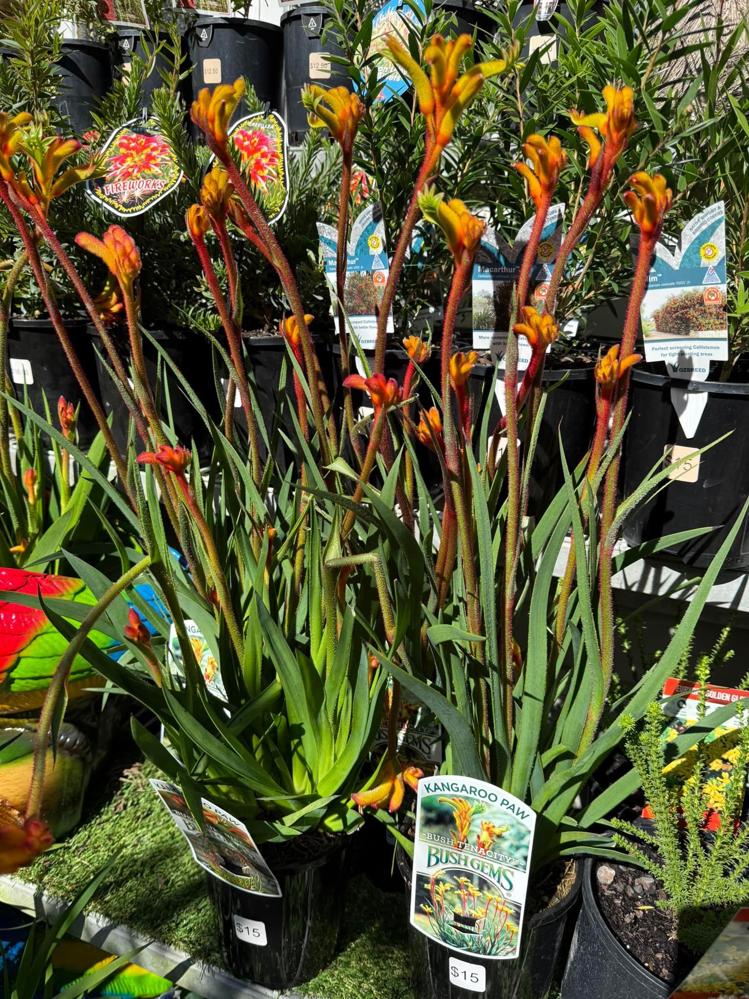 Clump of Kangaroo Paw Plants With Orange and Yellow Flowers — Hinterland Foliage in Landsborough, QLD