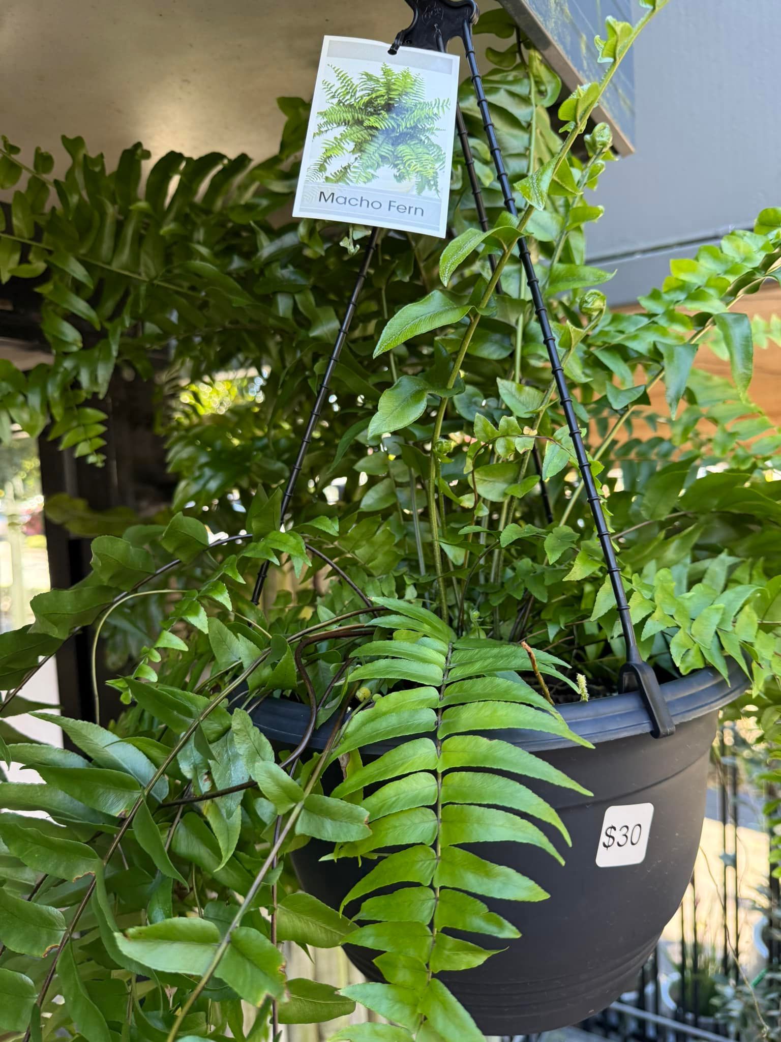 Hanging Basket of Green Ferns, Black Pot, Hanging Outdoors With White Plant Tag — Hinterland Foliage in Landsborough, QLD