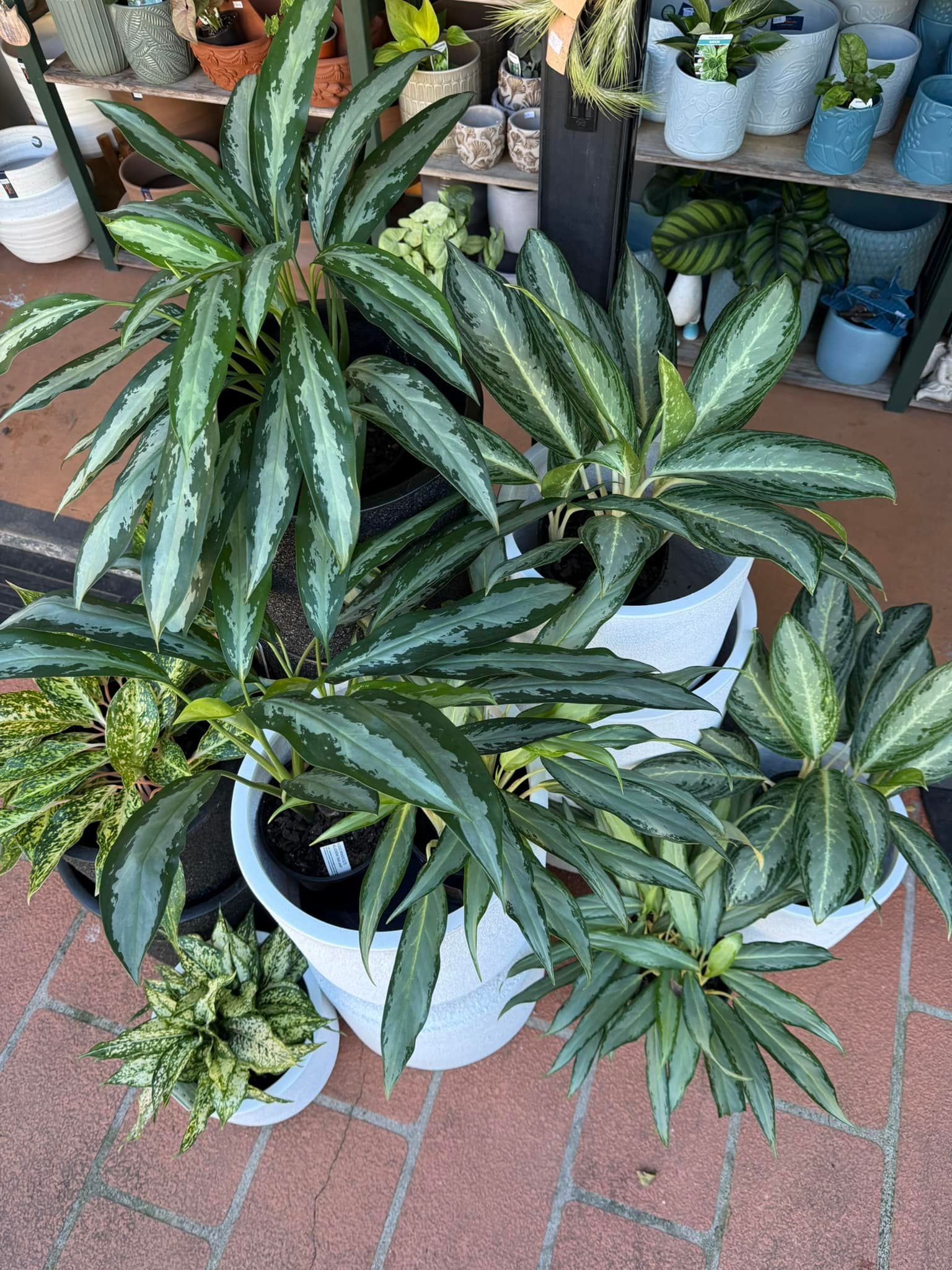 Potted Plants With Green and Silver Foliage on a Red Brick Patio — Hinterland Foliage in Landsborough, QLD