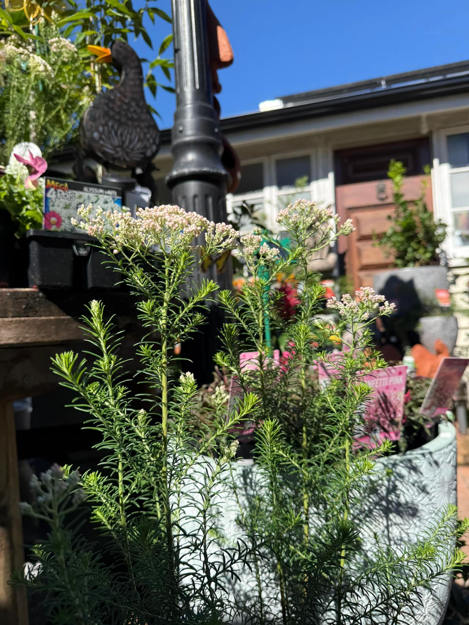 Potted Plants in Sunlight With a Black Bird Statue — Hinterland Foliage in Maleny, QLD