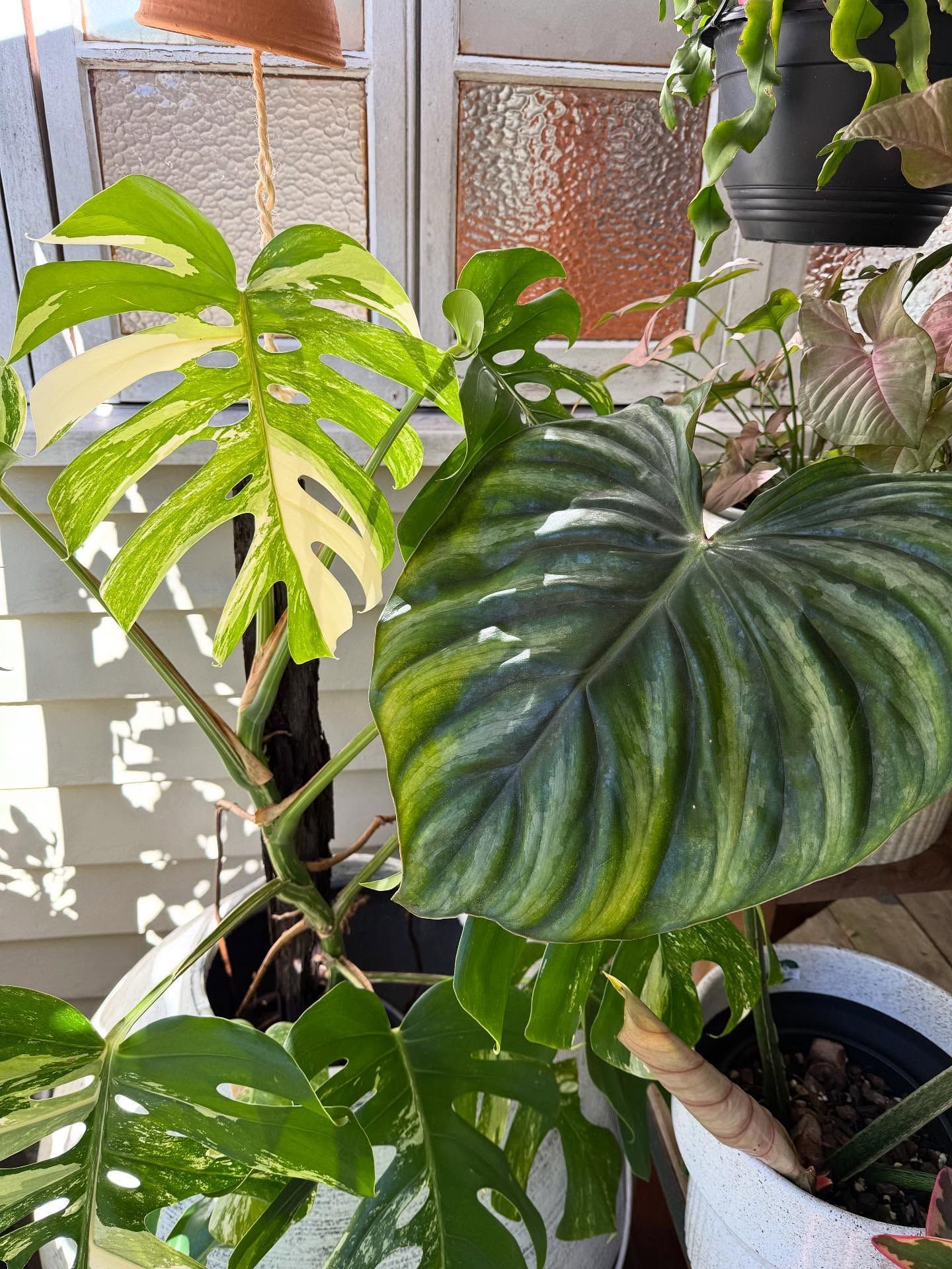 Variegated Monstera and Philodendron Plants — Hinterland Foliage in Maleny, QLD