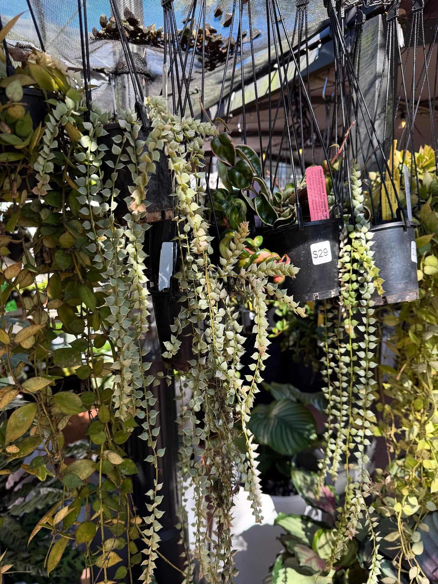 Trailing plants in pots hanging against a dark metal trellis. Light green foliage cascades down. — Hinterland Foliage in Landsborough, QLD