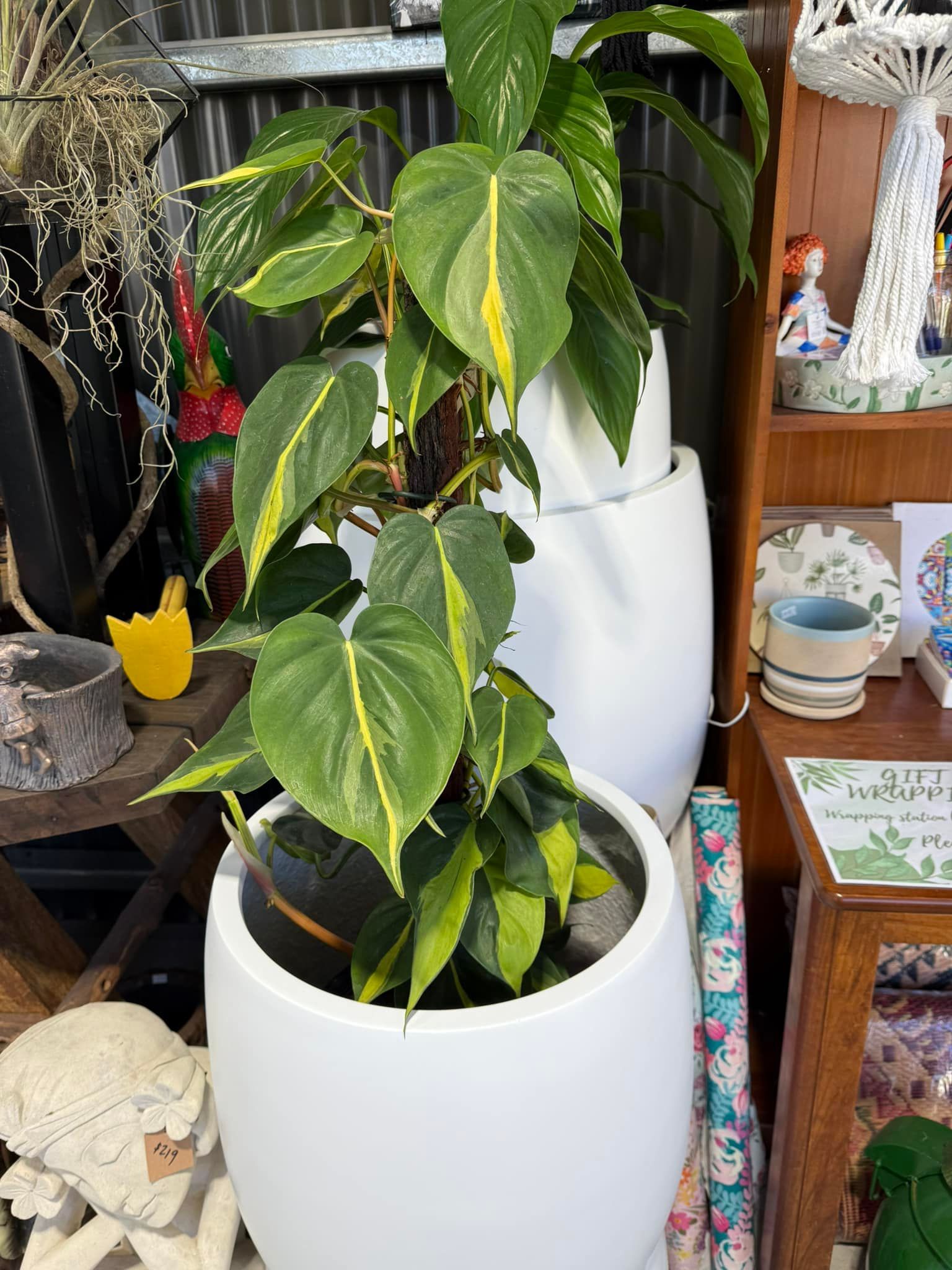 Philodendron Brasil in a White Pot With Variegated Leaves — Hinterland Foliage in Landsborough, QLD