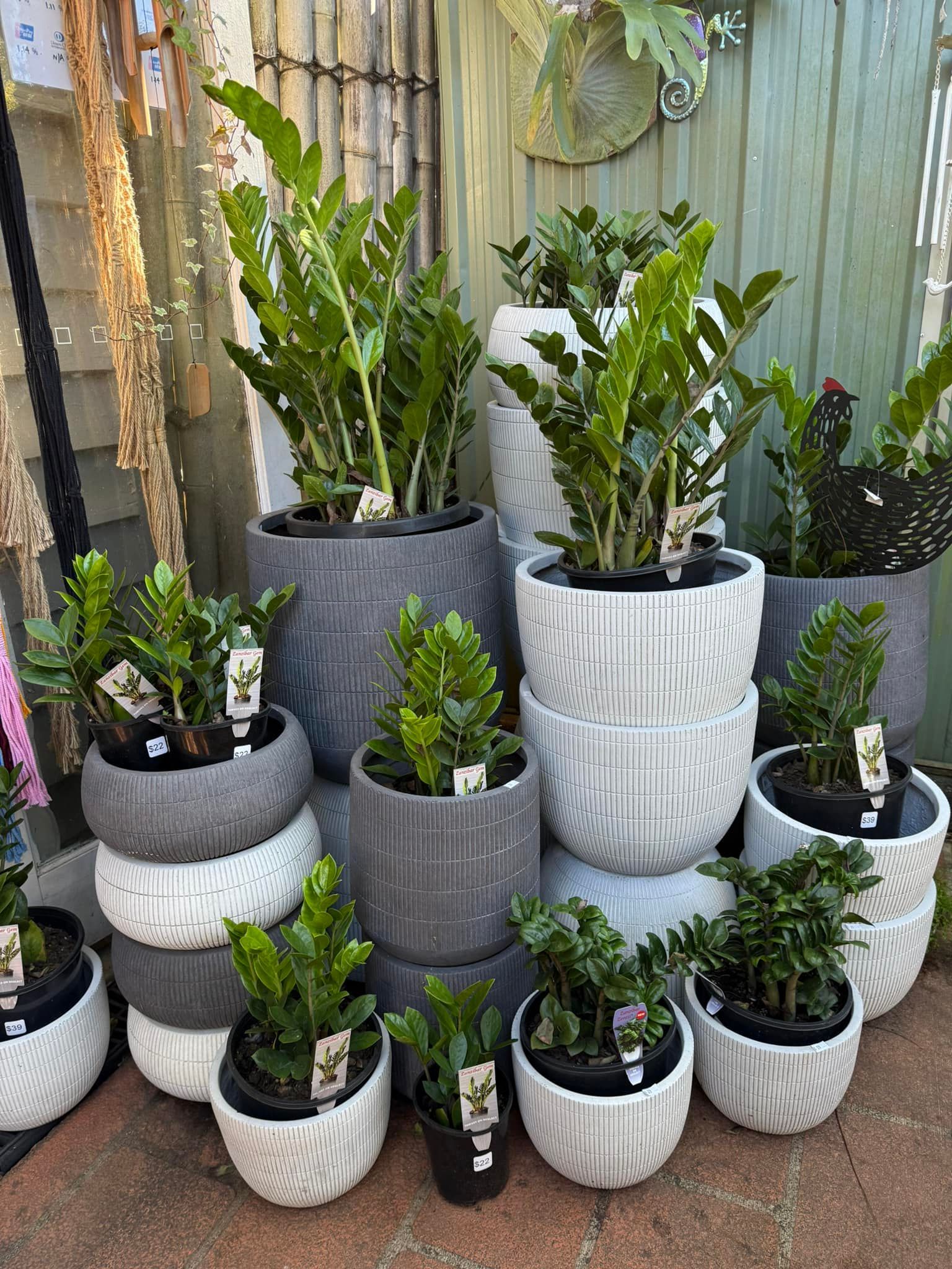 A Display of Green Plants in Patterned Gray and White Pots — Hinterland Foliage in Maleny, QLD