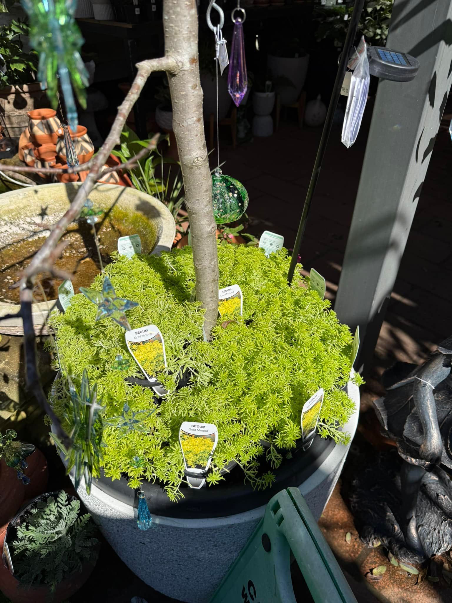 A Potted Plant With a Small Tree Trunk in the Center — Hinterland Foliage in Landsborough, QLD