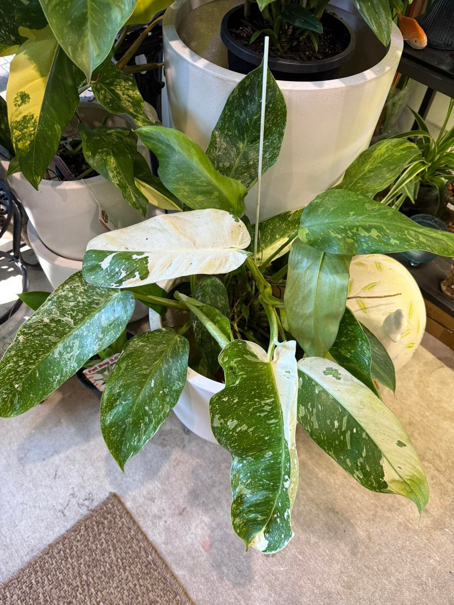Variegated Philodendron in a White Pot, With Green and White Speckled Leaves — Hinterland Foliage in Landsborough, QLD