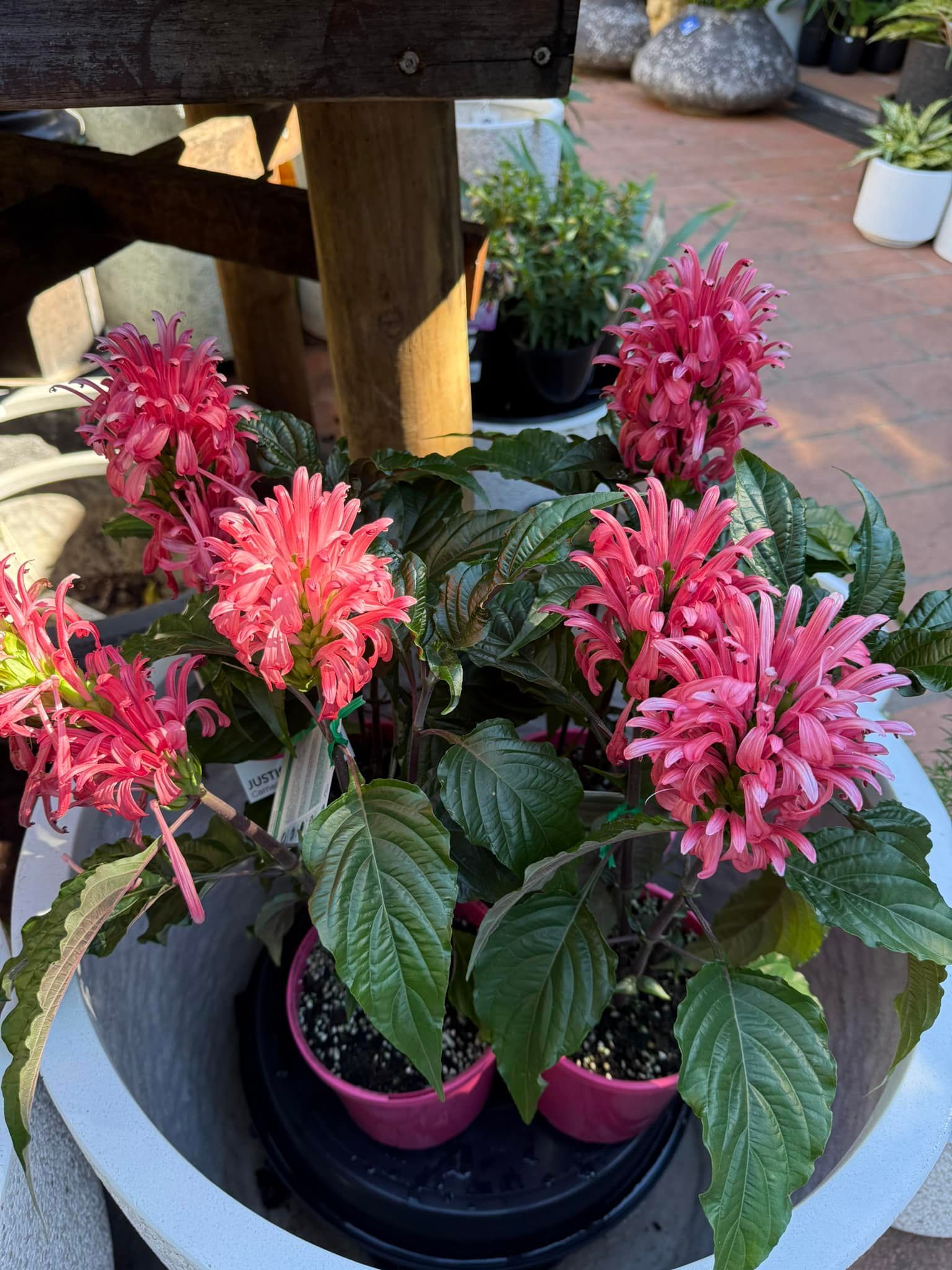 Pink Bee Balm Flowers in a White Planter, Surrounded by Dark Green Leaves — Hinterland Foliage in Landsborough, QLD