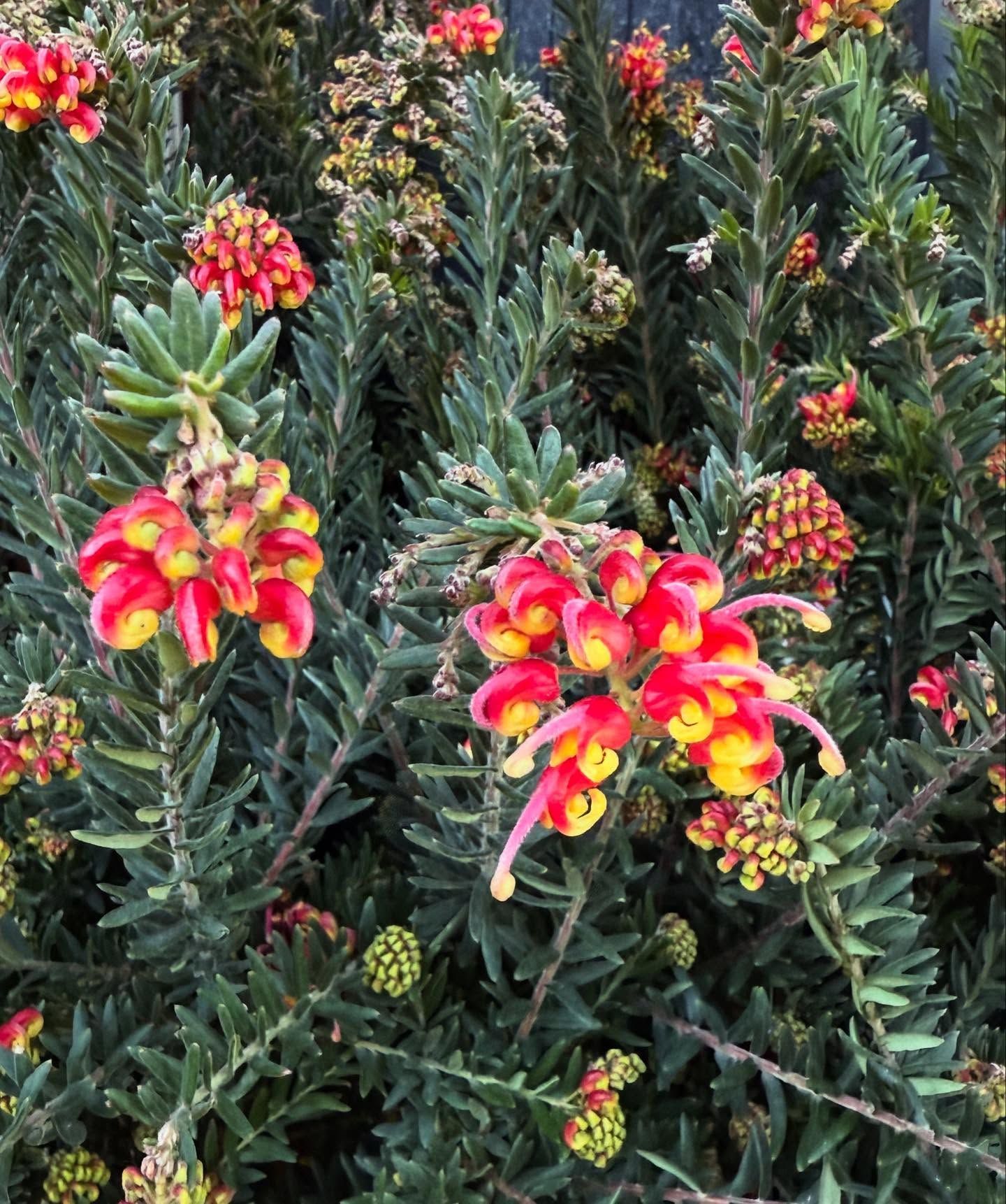Bush With Red and Yellow Flowers, Gray-green Foliage — Hinterland Foliage in Landsborough, QLD