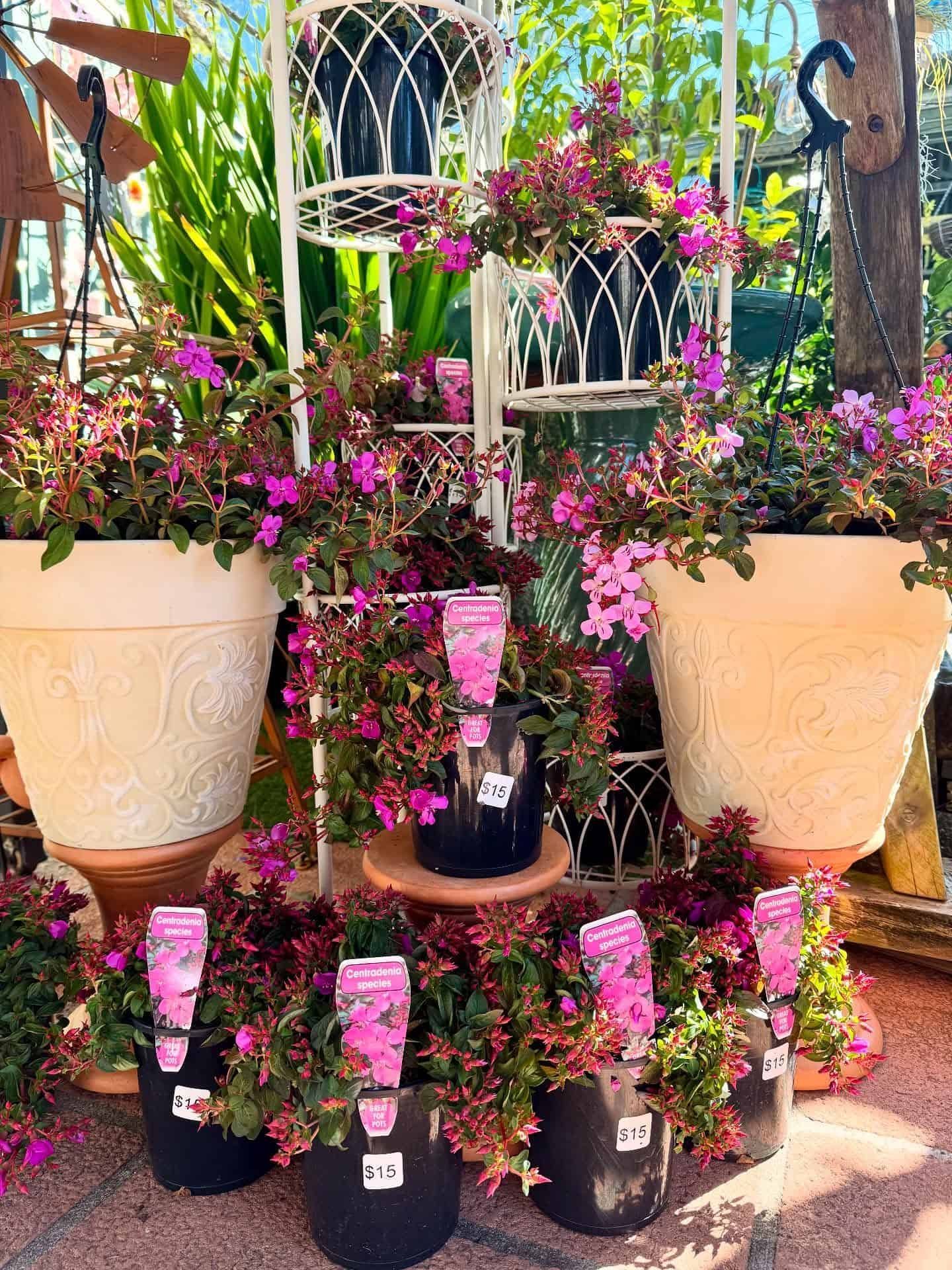 Display of potted plants with pink flowers in a garden center. — Hinterland Foliage in Landsborough, QLD