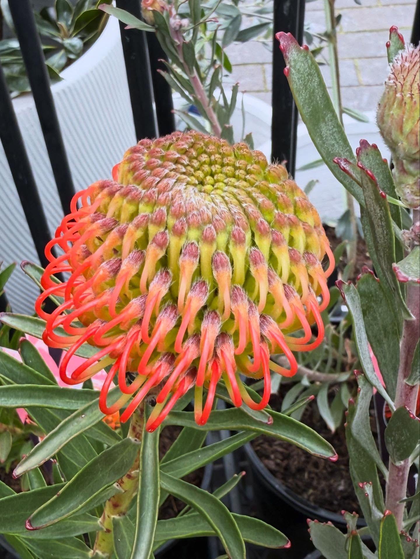 Orange and Yellow Pincushion Flower in Full Bloom, Surrounded by Green Leaves — Hinterland Foliage in Landsborough, QLD