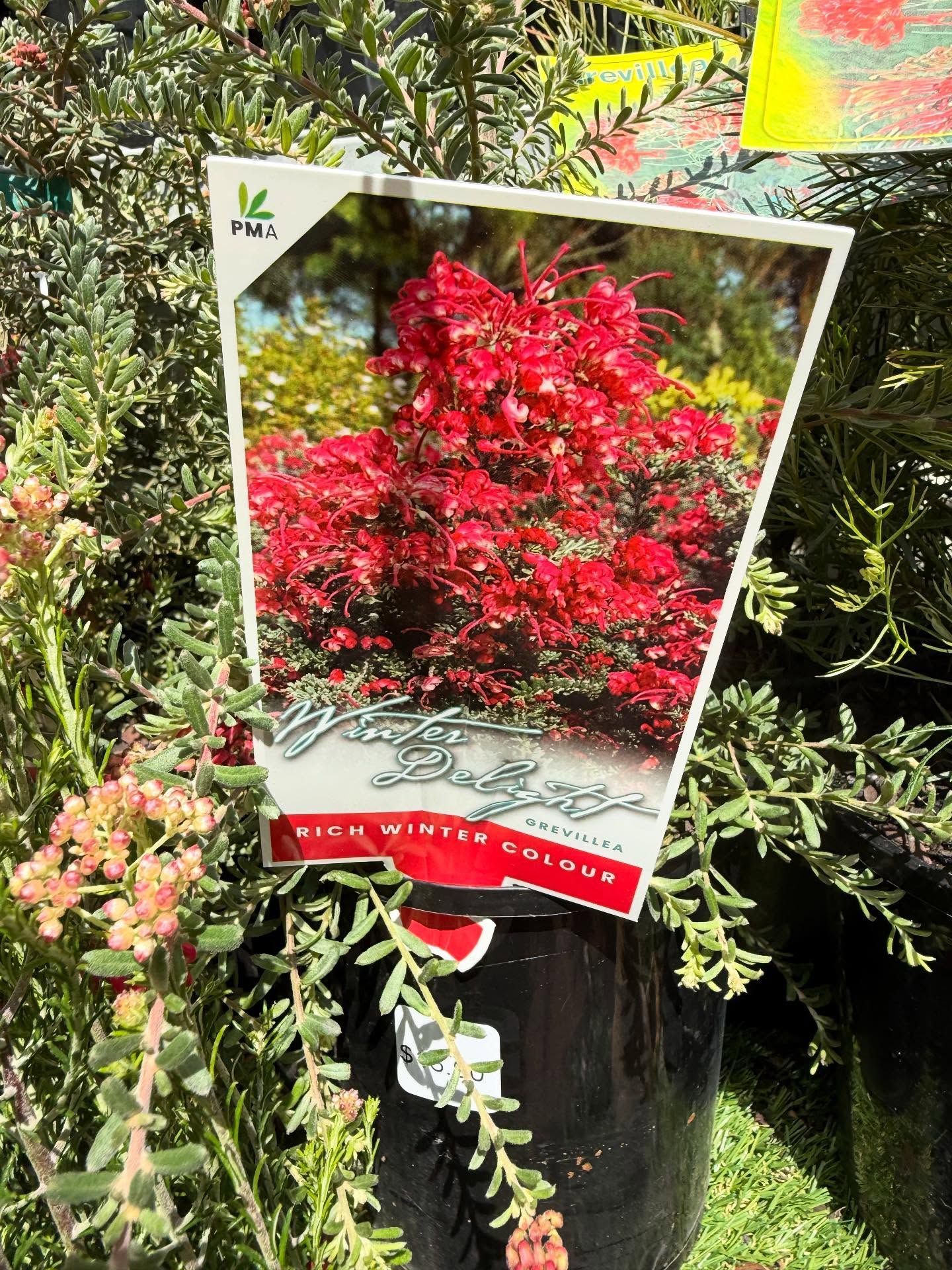 Plant Tag for a Red-flowering Plant — Hinterland Foliage in Landsborough, QLD