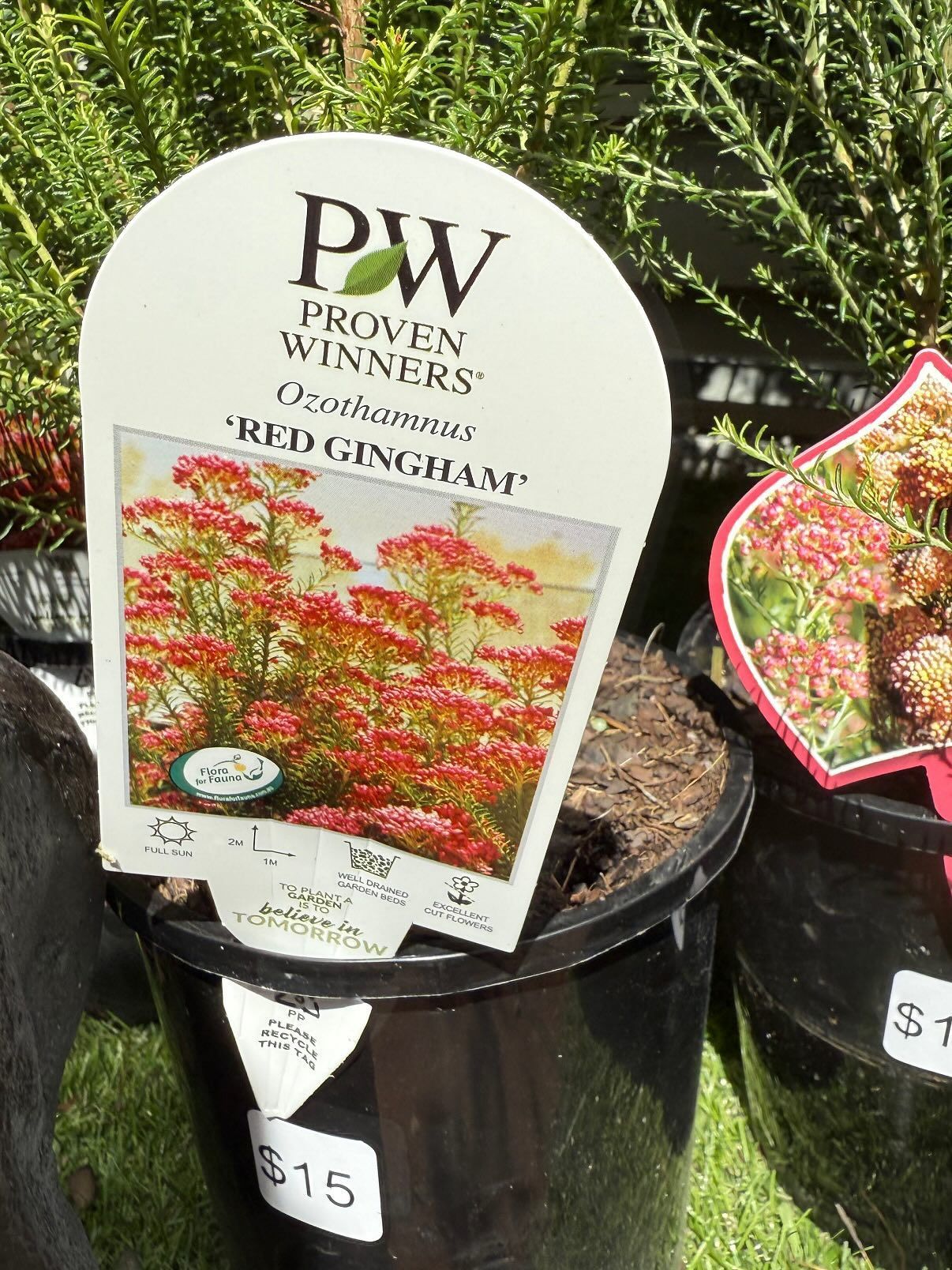 A Plant With Label in a Black Pot, Showing Red Flowers — Hinterland Foliage in Landsborough, QLD