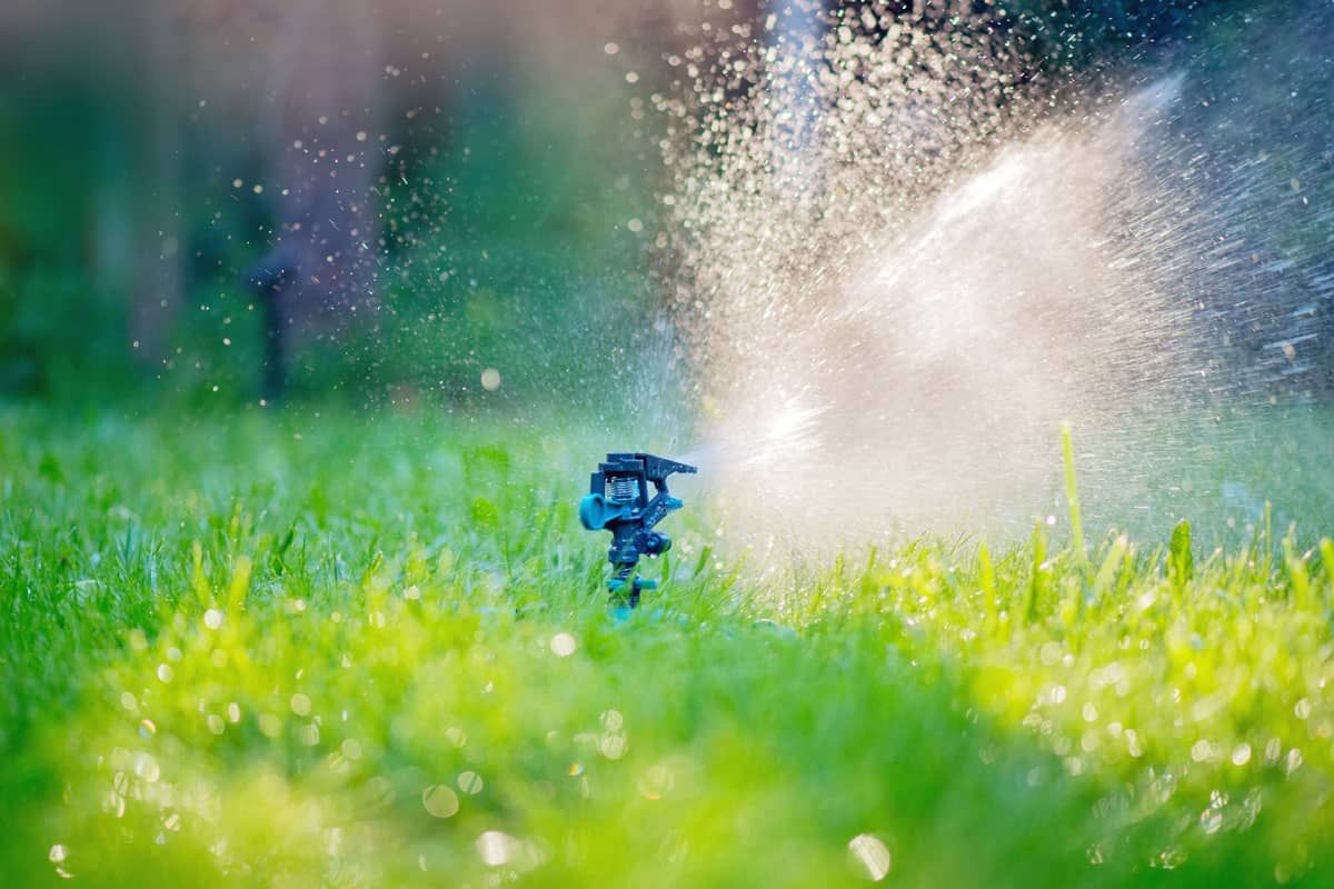 A blue sprinkler is spraying water on a lush green lawn during a hot summer day.
