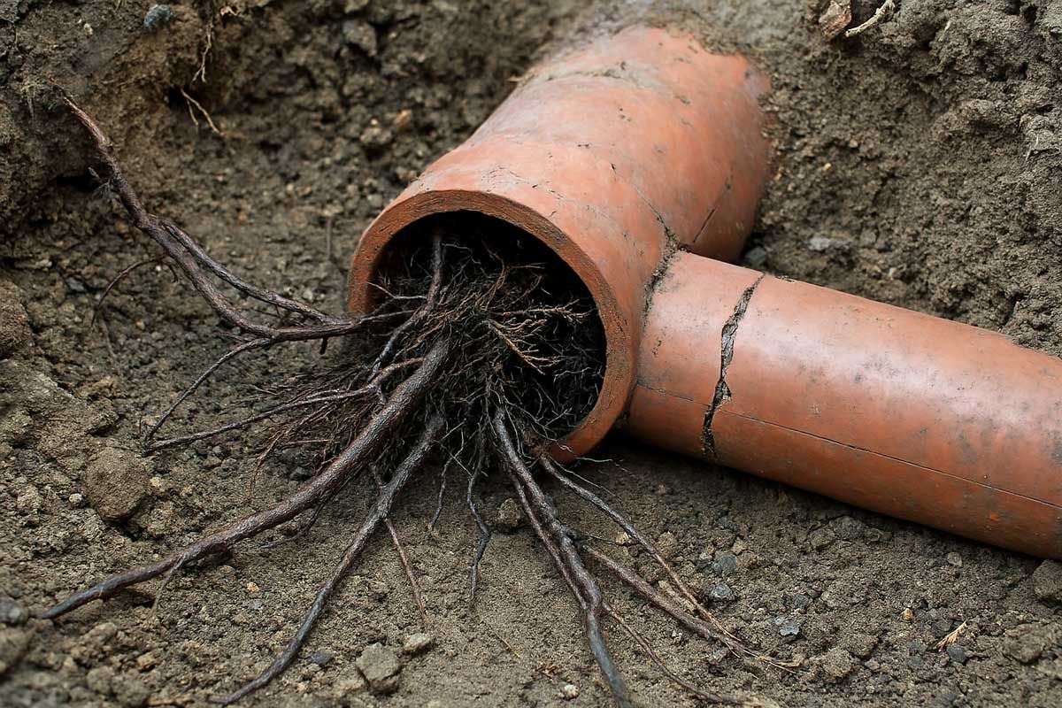 Roots blocking a broken orange pipe in dirt, illustrating a plumbing issue.