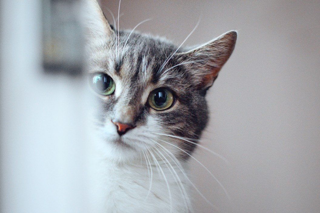 A close up of a cat 's face looking at the camera.