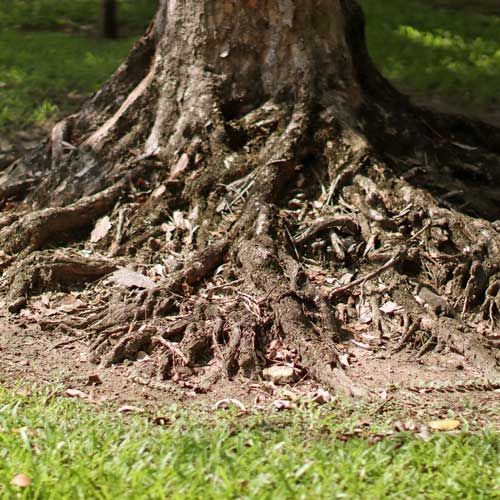 Tree trunk with exposed, tangled roots on grass.