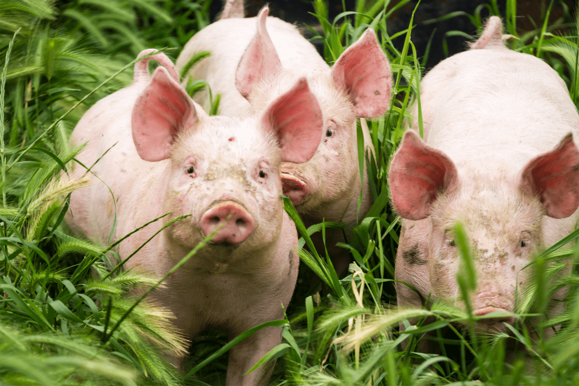 Ferkel, Sauen und Mastschweine genießen die Vorteile von TFM-Starterkulturen