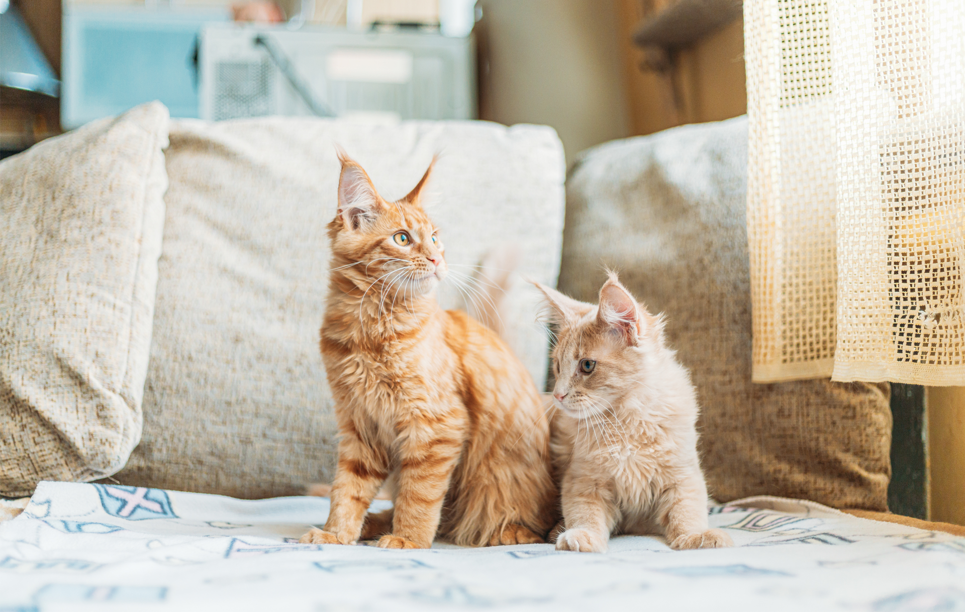 Zwei Kittens auf einem Sofa