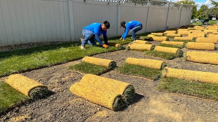 Two men are working on a lawn with rolls of grass.