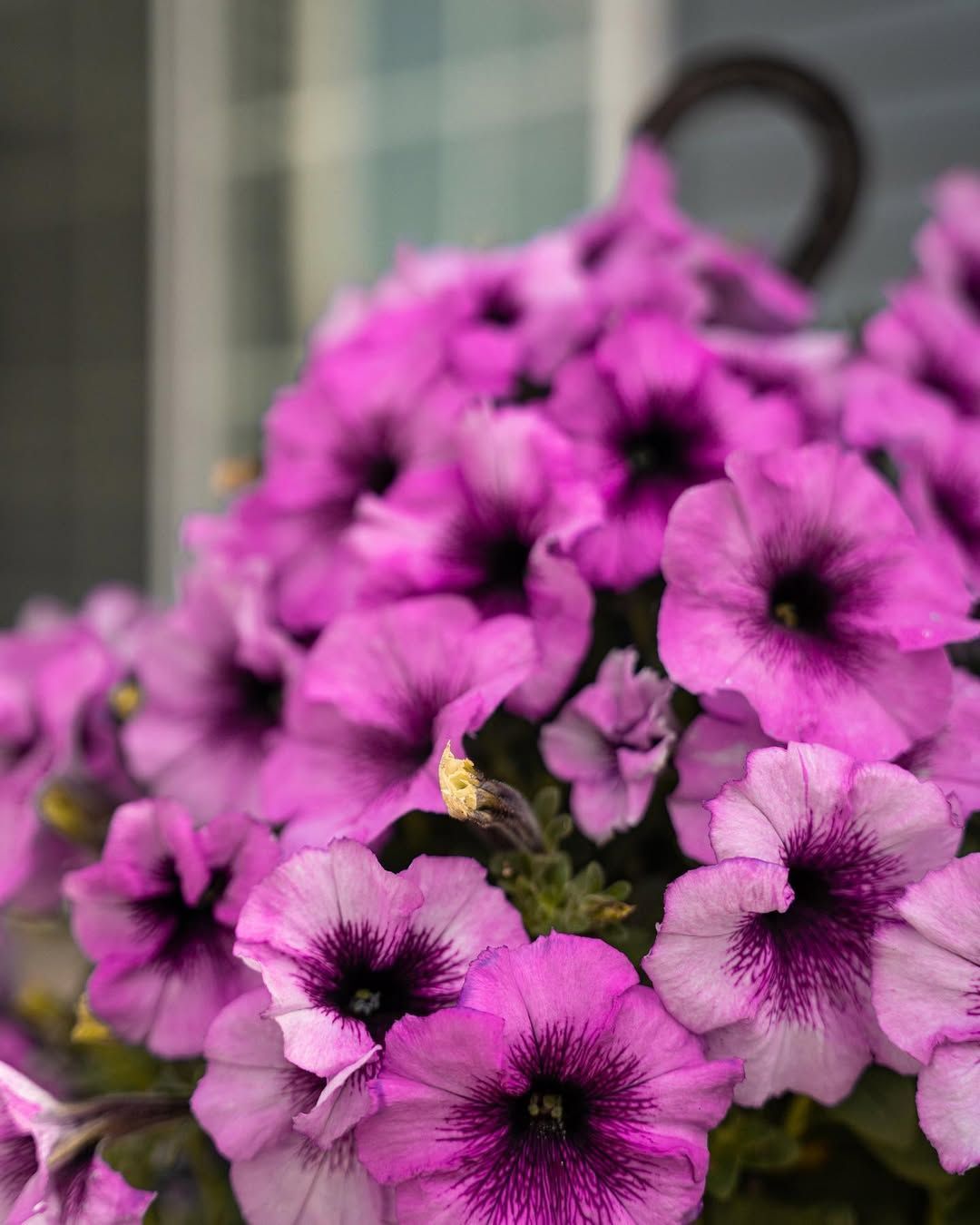 A large brick house with a concrete walkway leading to it.