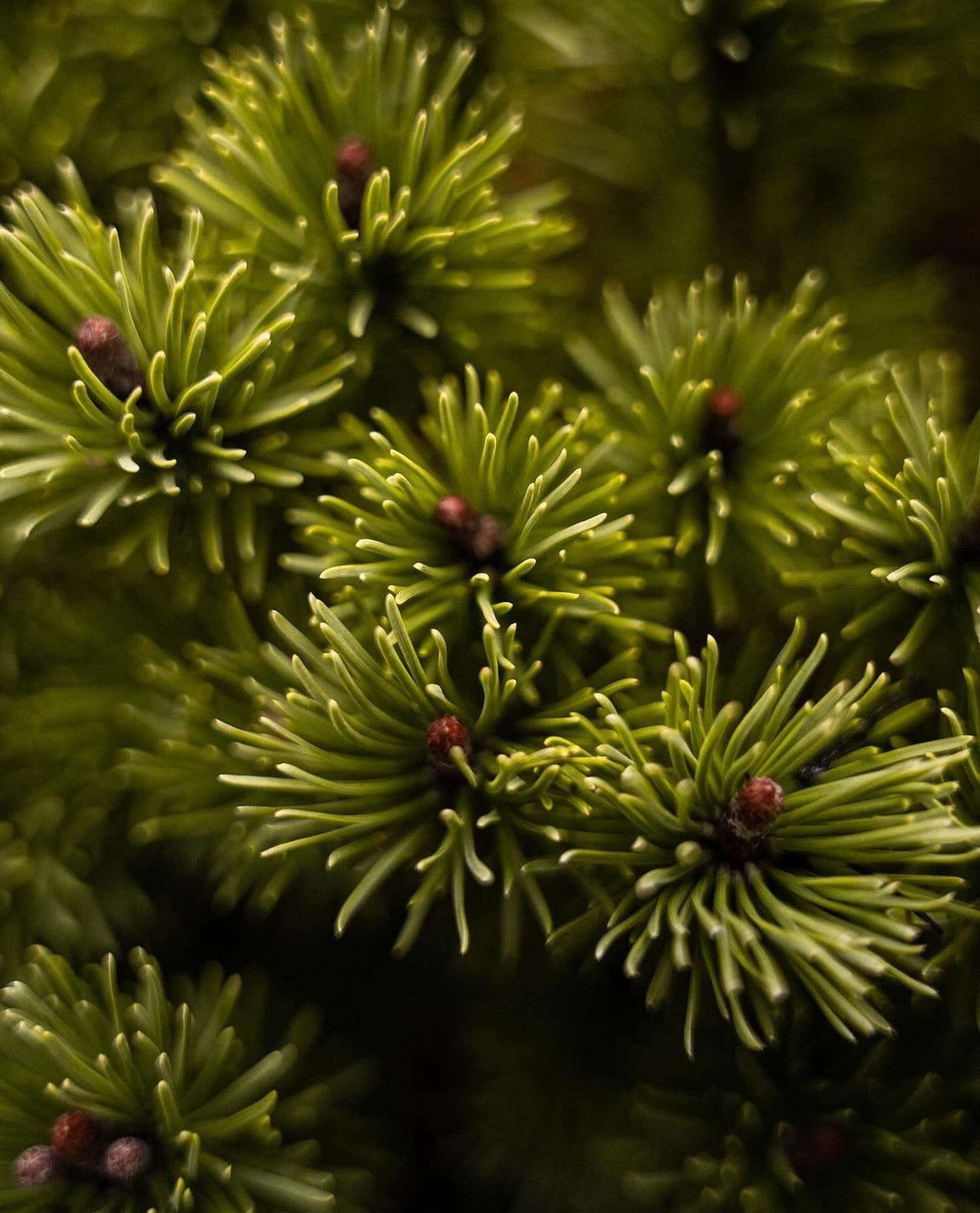 A close up of a pine tree with lots of green needles