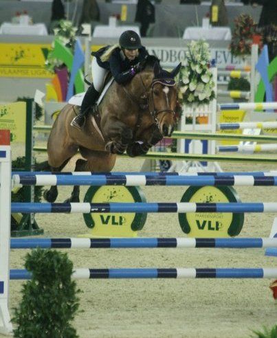 Springpaard / showjumper Winny the blue d'Ive - ive horses - stal d'Ive