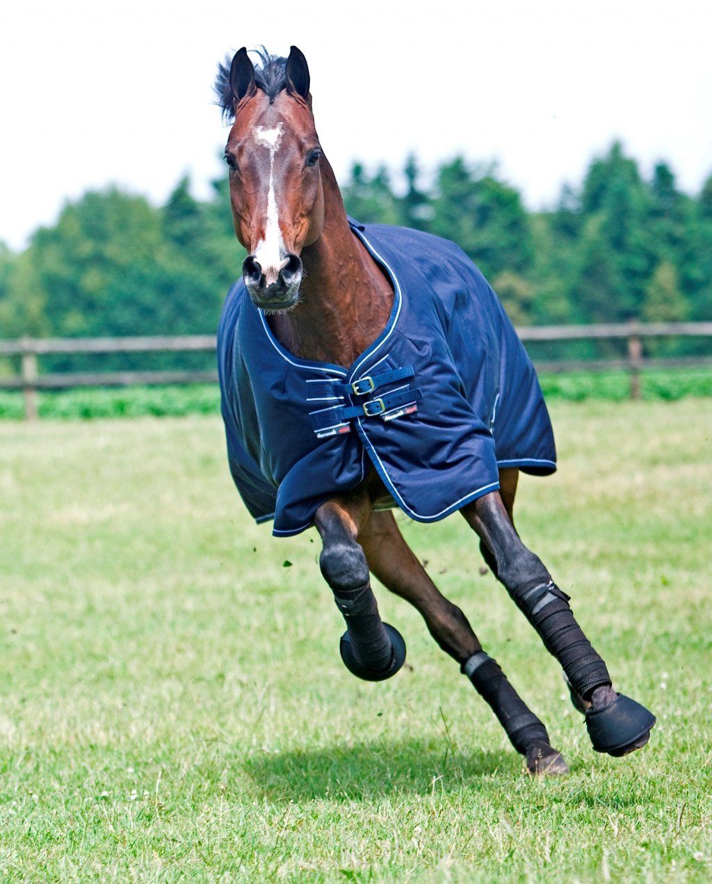 Dominick paardendekens regendeken. d'Ive-horsecare