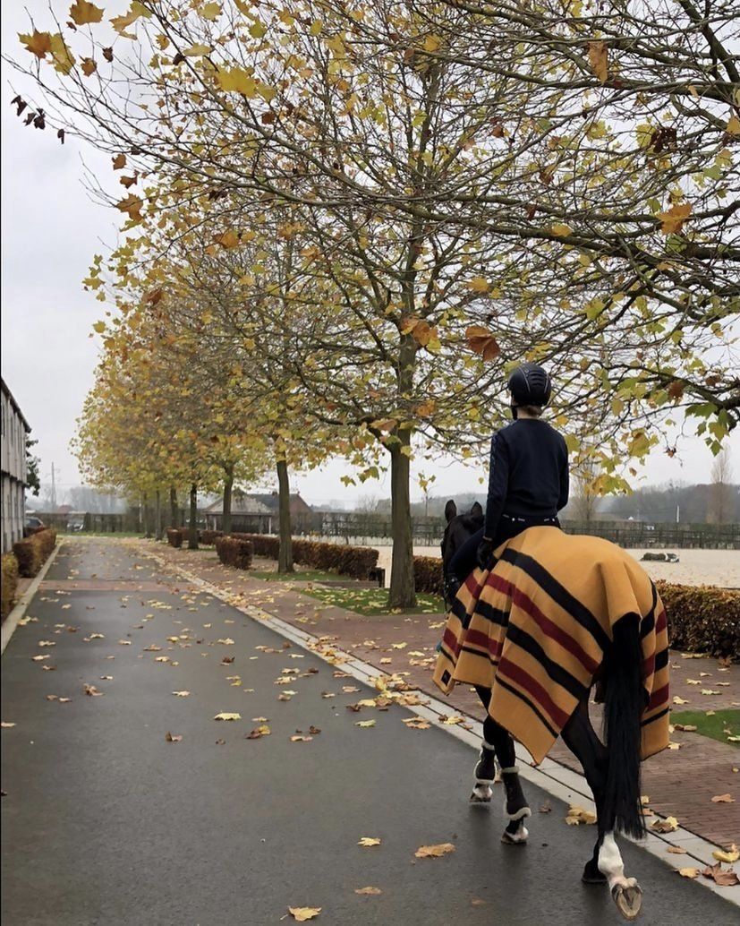 Dominick paardendekens golden stripe wol deken. d'Ive-horsecare