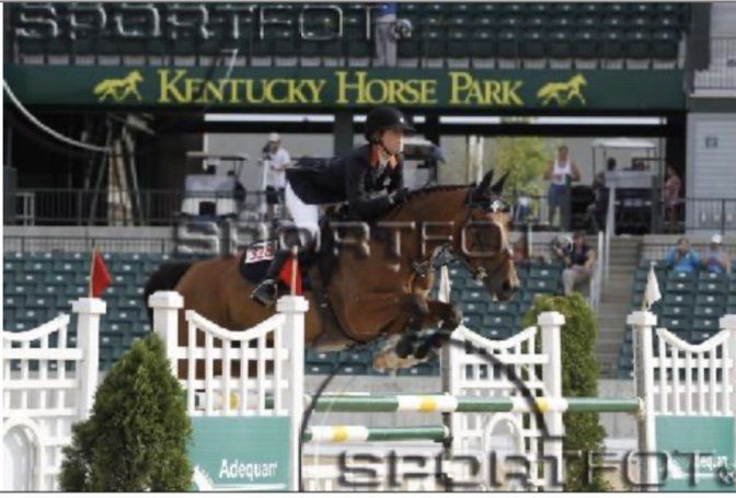 Internationaal springpaard / international showjumper Quick n easy d'Ive / stal d'Ive / ive horses