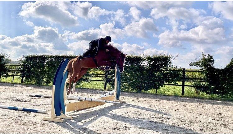 jong springpaard Union Jack d'Ive