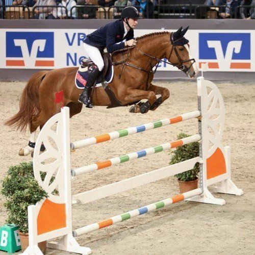 Springpaard / showjumper For Laubri by breedingstallion For Passion d'Ive - ive horses - stal d'Ive