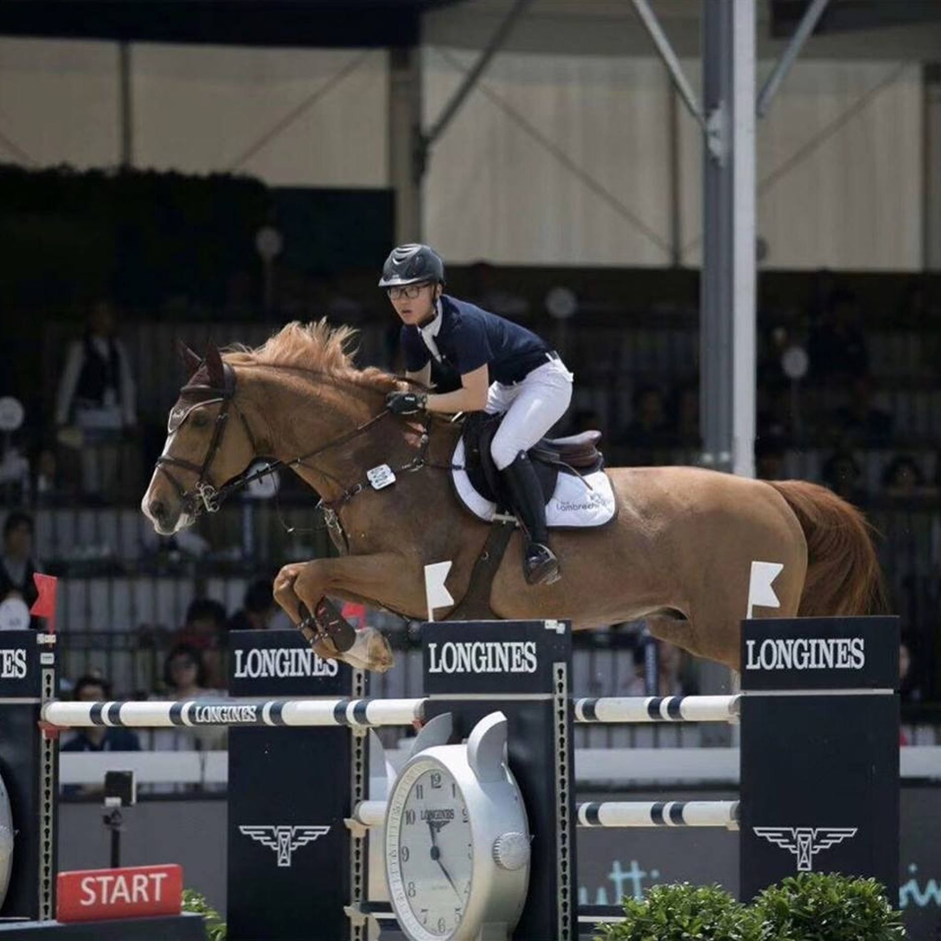 Dekhengst / breedigstallion / Springpaard / showjumper For Passion d'Ive - ive horses - stal d'Ive