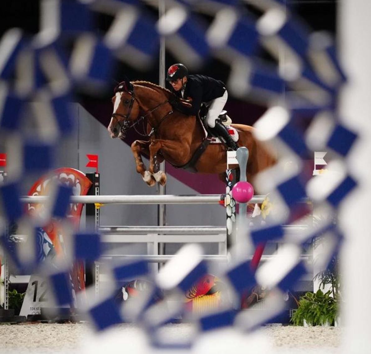 Dekhengst / breedigstallion / Springpaard / showjumper For Passion d'Ive - ive horses - stal d'Ive