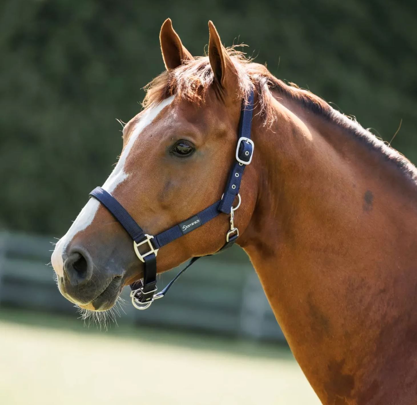 Dominick paardendekens halster. d'Ive-horsecare