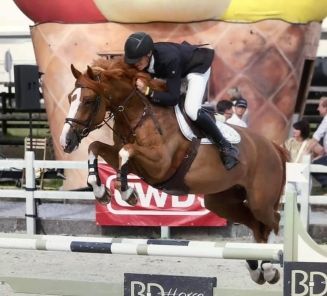 Springpaard / showjumper Panamarenka van den blauwaert by breedingstallion / dekhengst For Passion d'Ive - ive horses - stal d'Ive