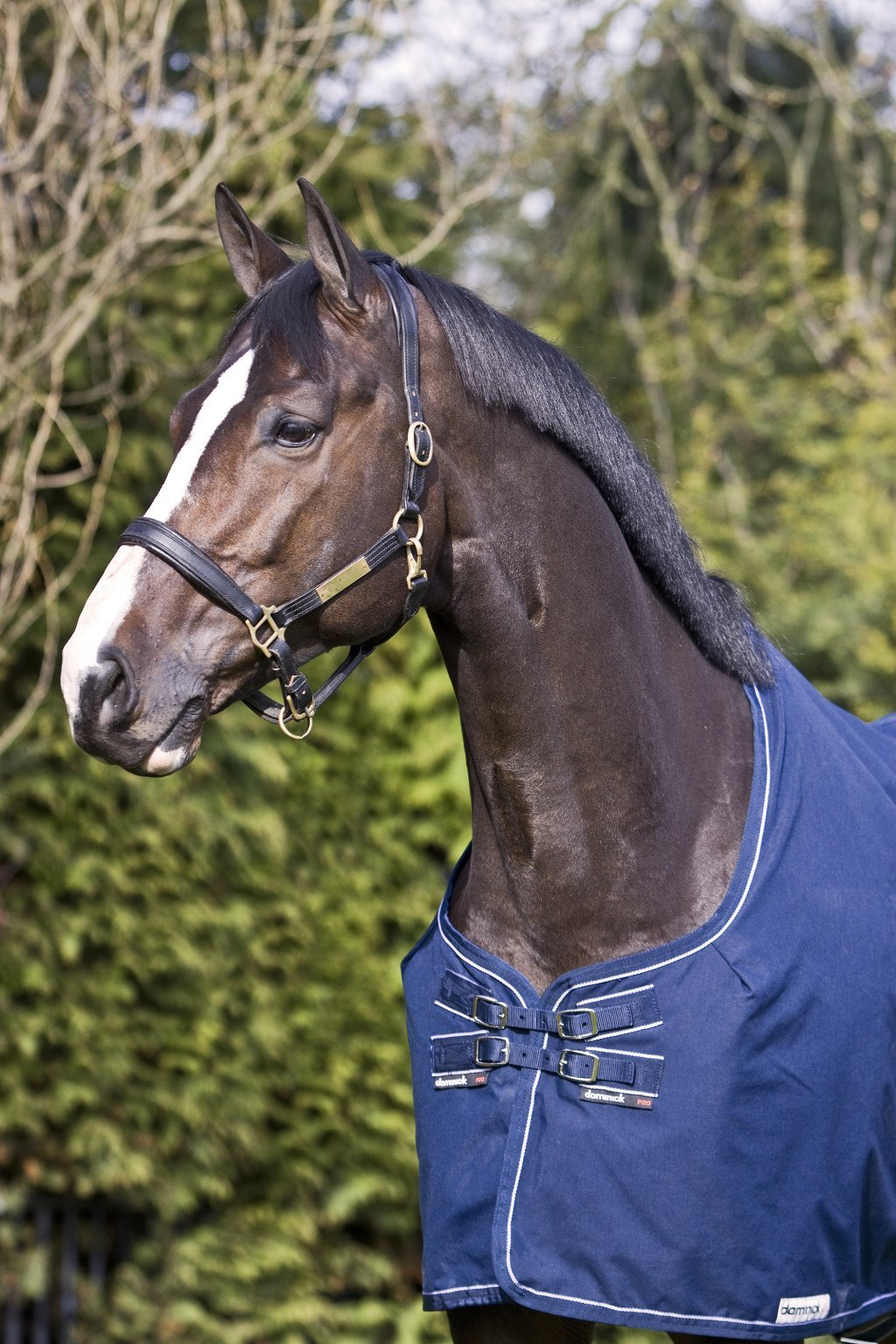 Dominick paardendekens. d'Ive-horsecare