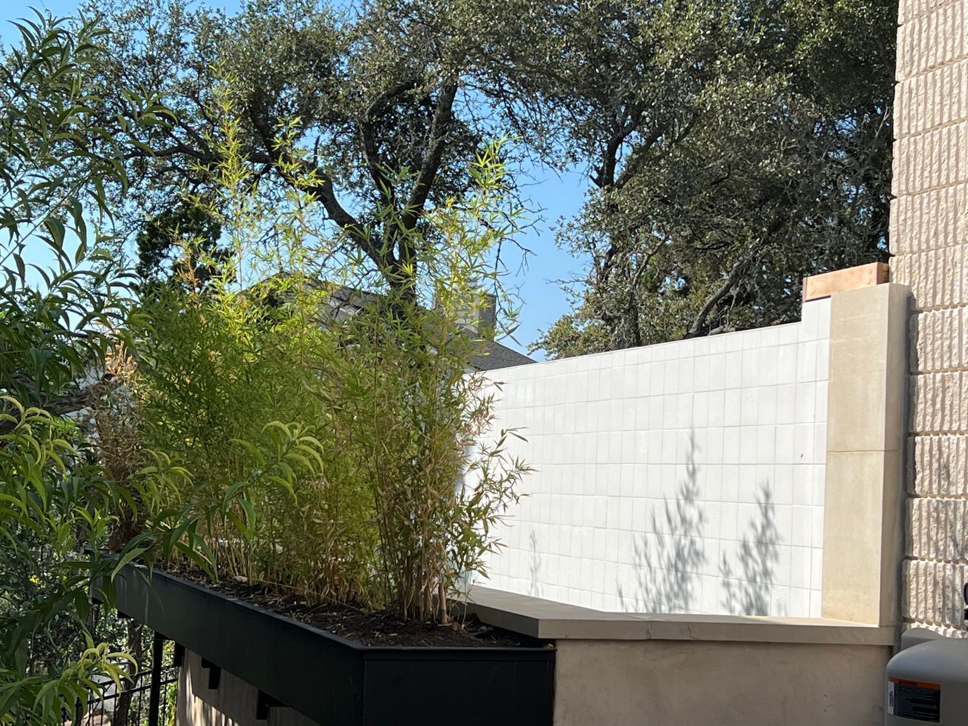 Bamboo plants in a black planter box on a patio next to a white brick wall and trees against a blue sky.